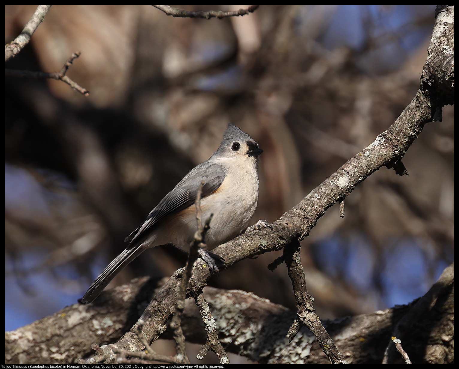 Tufted Titmouse (Baeolophus bicolor) in Norman, Oklahoma, November 30, 2021