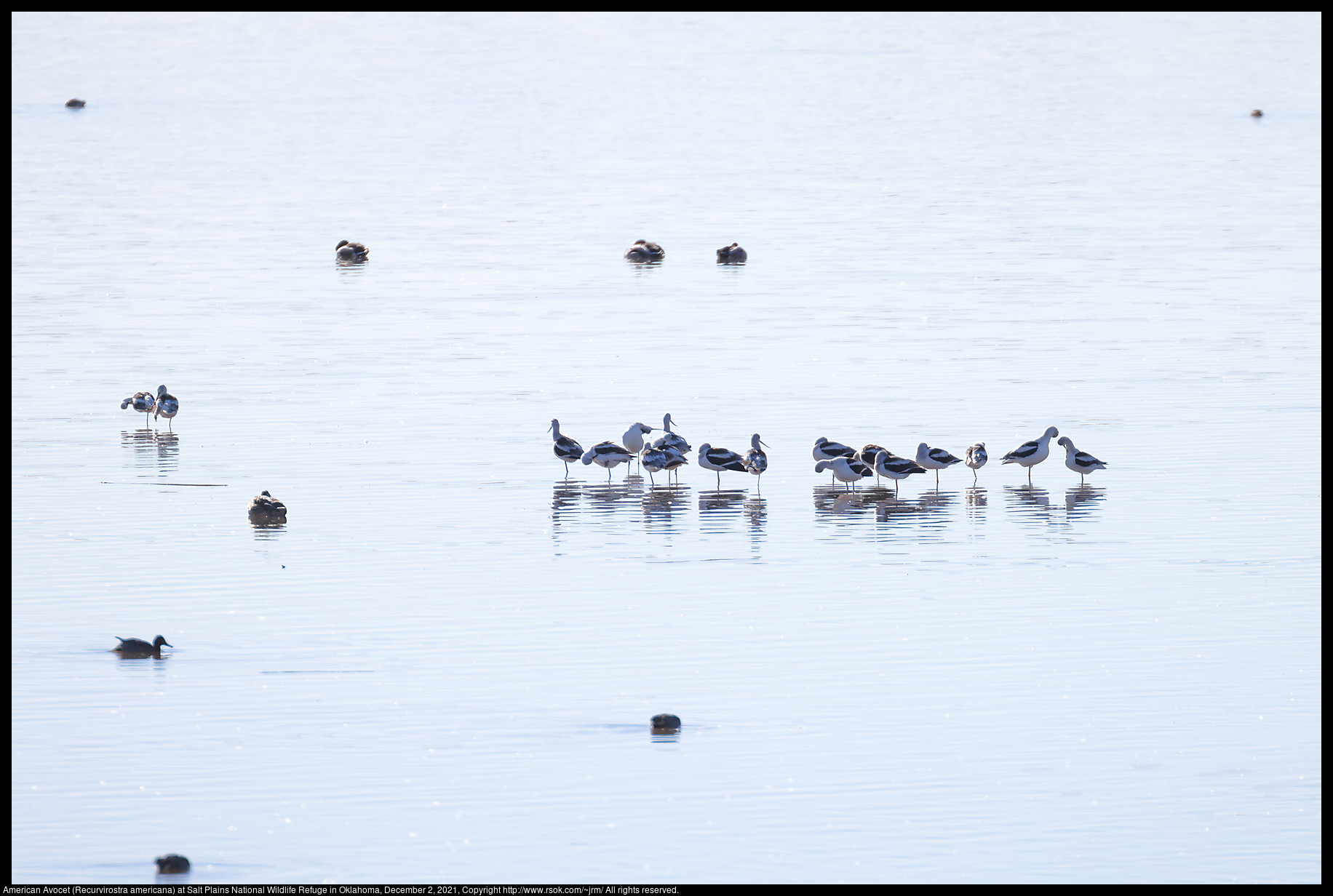 American Avocet (Recurvirostra americana) at Salt Plains National Wildlife Refuge in Oklahoma, December 2, 2021