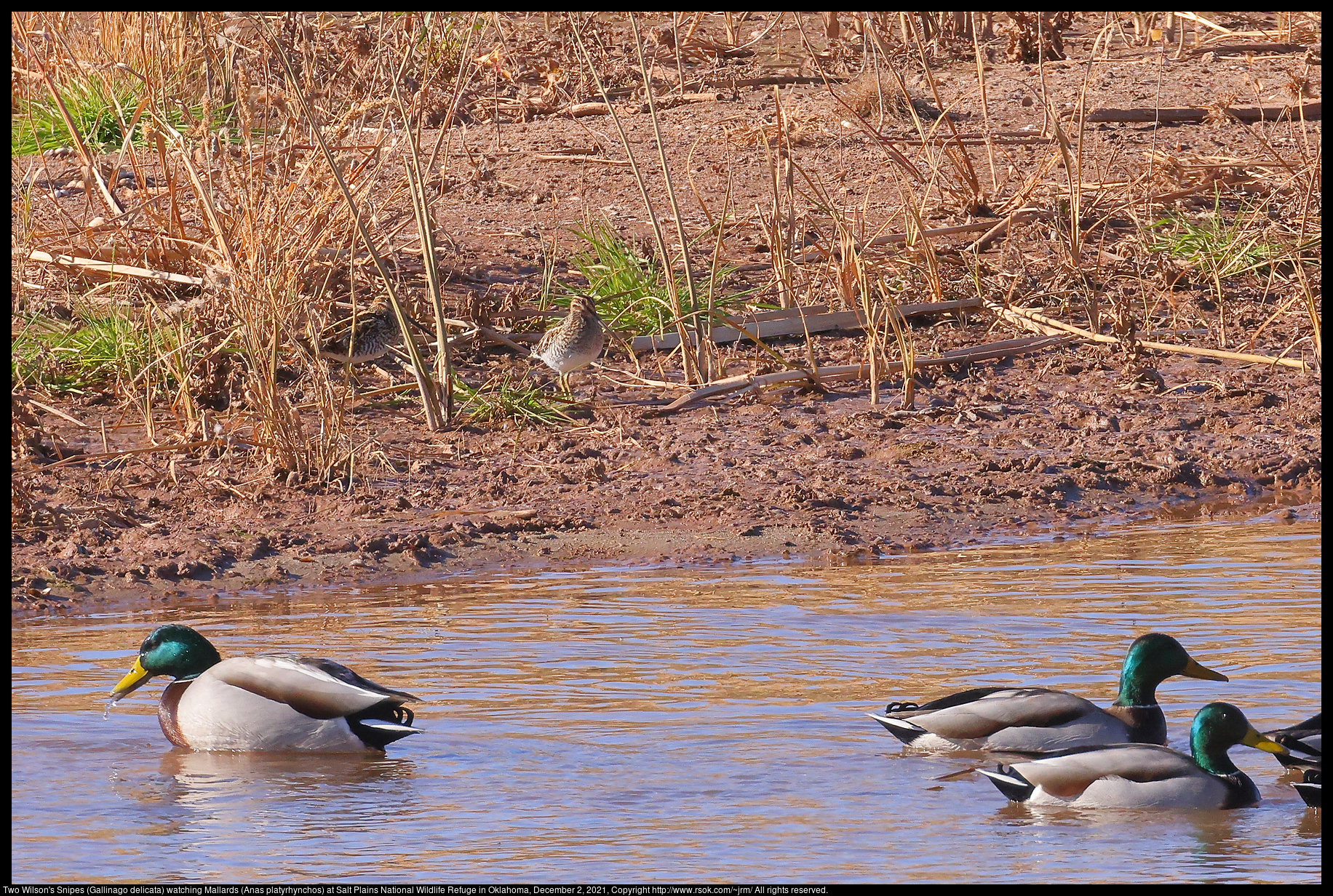 Two Wilson's Snipes (Gallinago delicata) watching Mallards (Anas platyrhynchos) at Salt Plains National Wildlife Refuge in Oklahoma, December 2, 2021