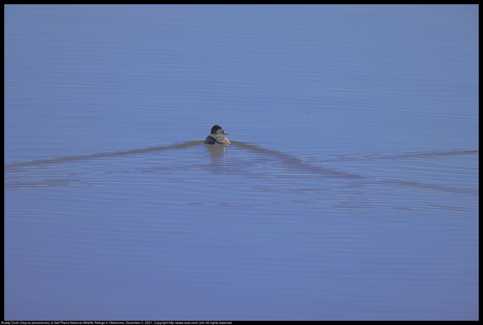 Ruddy Duck (Oxyura jamaicensis) at Salt Plains National Wildlife Refuge in Oklahoma, December 2, 2021