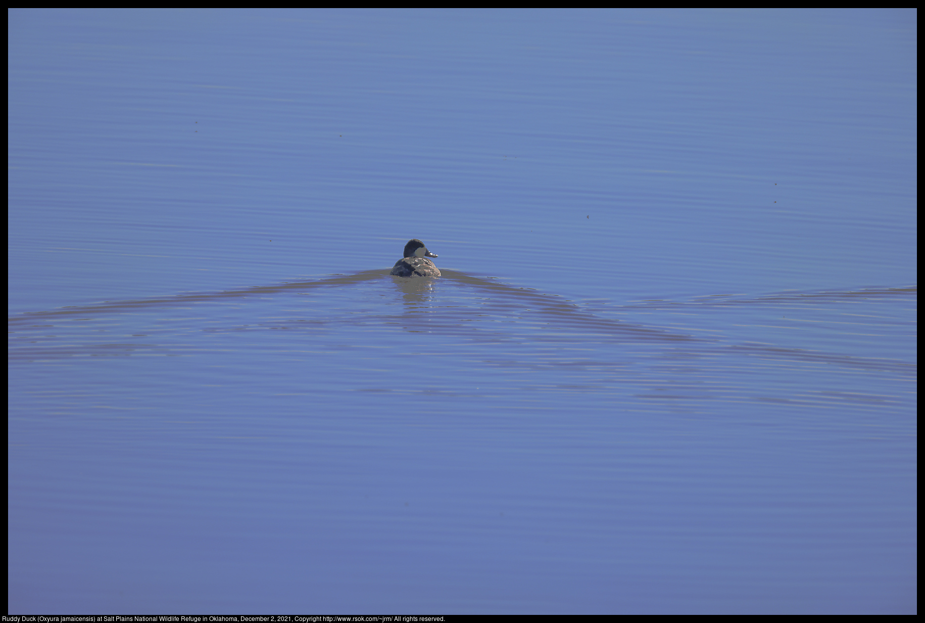 Ruddy Duck (Oxyura jamaicensis) at Salt Plains National Wildlife Refuge in Oklahoma, December 2, 2021