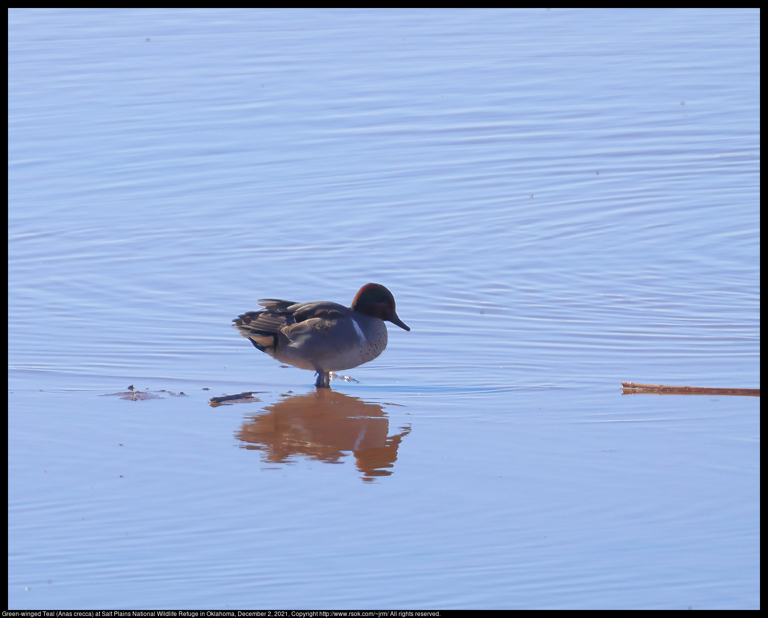 Green-winged Teal (Anas crecca) at Salt Plains National Wildlife Refuge in Oklahoma, December 2, 2021