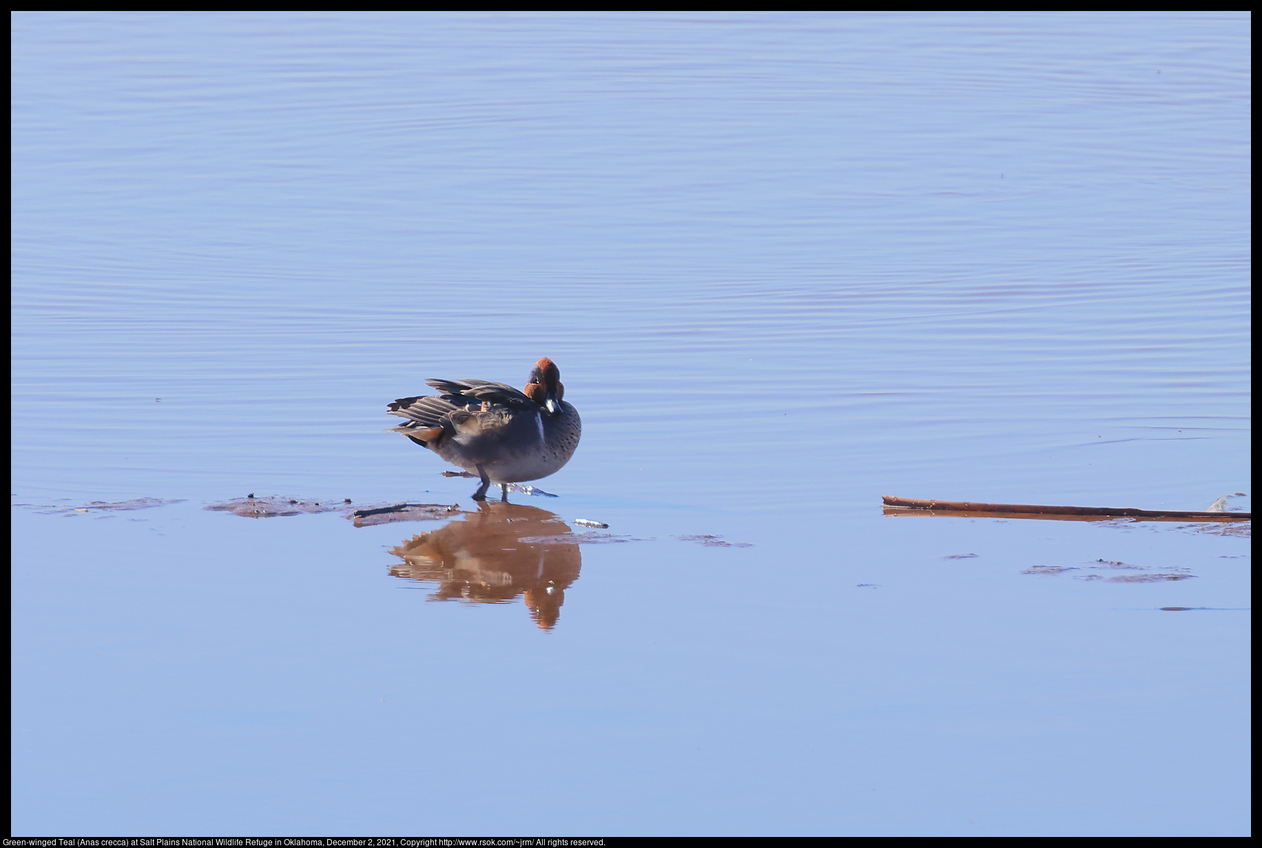 Green-winged Teal (Anas crecca) at Salt Plains National Wildlife Refuge in Oklahoma, December 2, 2021