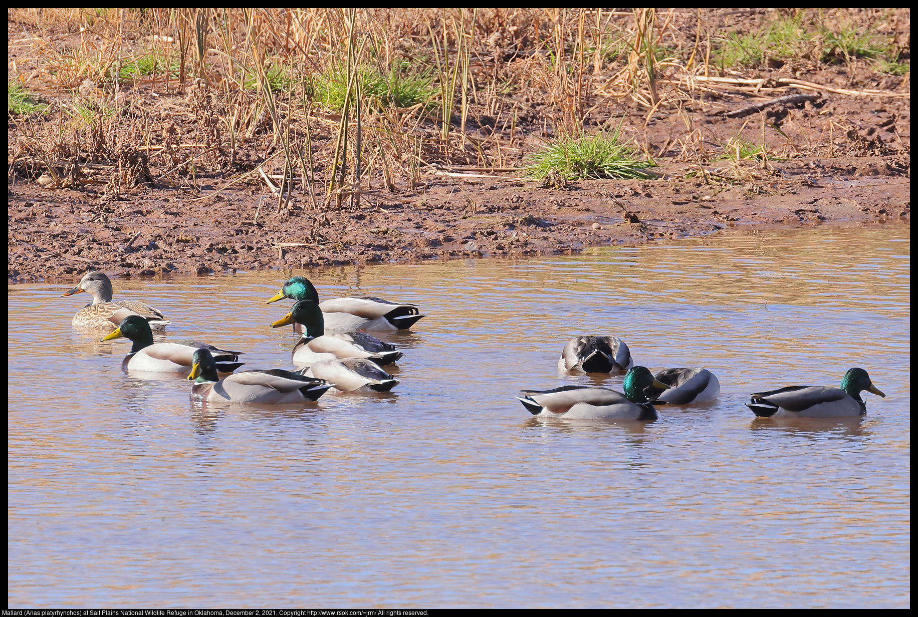 Mallard (Anas platyrhynchos) at Salt Plains National Wildlife Refuge in Oklahoma, December 2, 2021