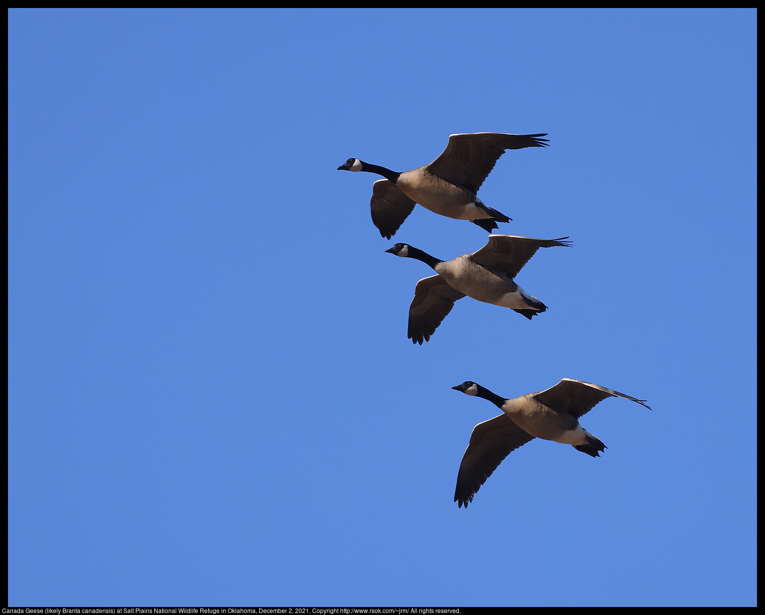 Canada Geese (likely Branta canadensis) at Salt Plains National Wildlife Refuge in Oklahoma, December 2, 2021