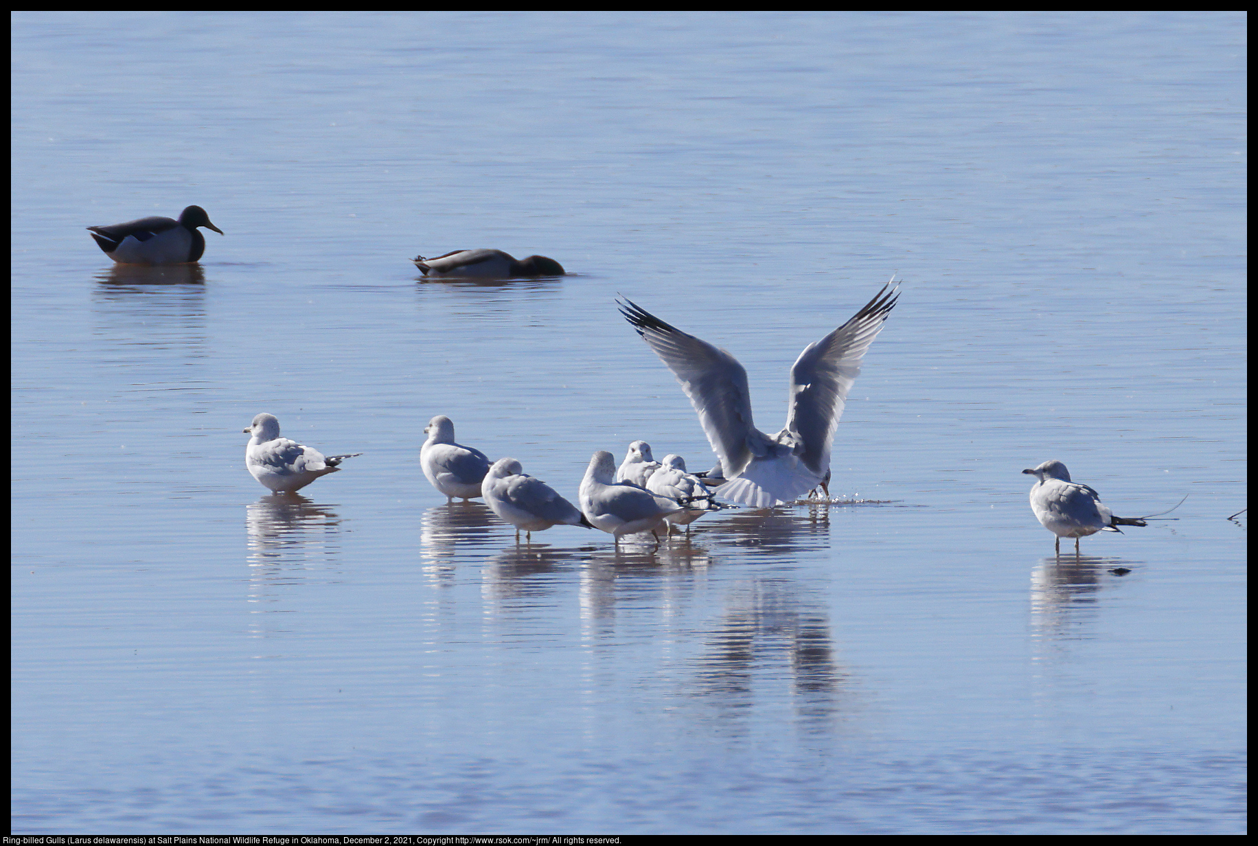 Ring-billed Gulls (Larus delawarensis) at Salt Plains National Wildlife Refuge in Oklahoma, December 2, 2021