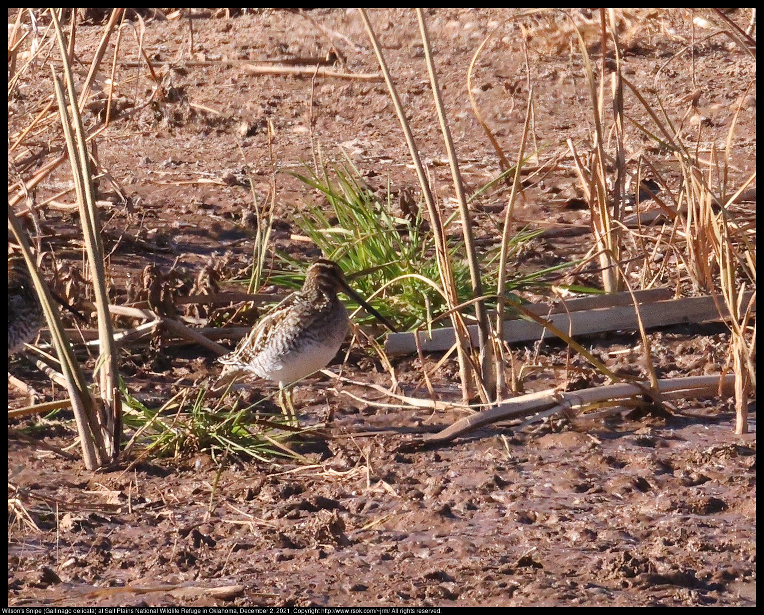 Wilson's Snipe (Gallinago delicata) at Salt Plains National Wildlife Refuge in Oklahoma, December 2, 2021