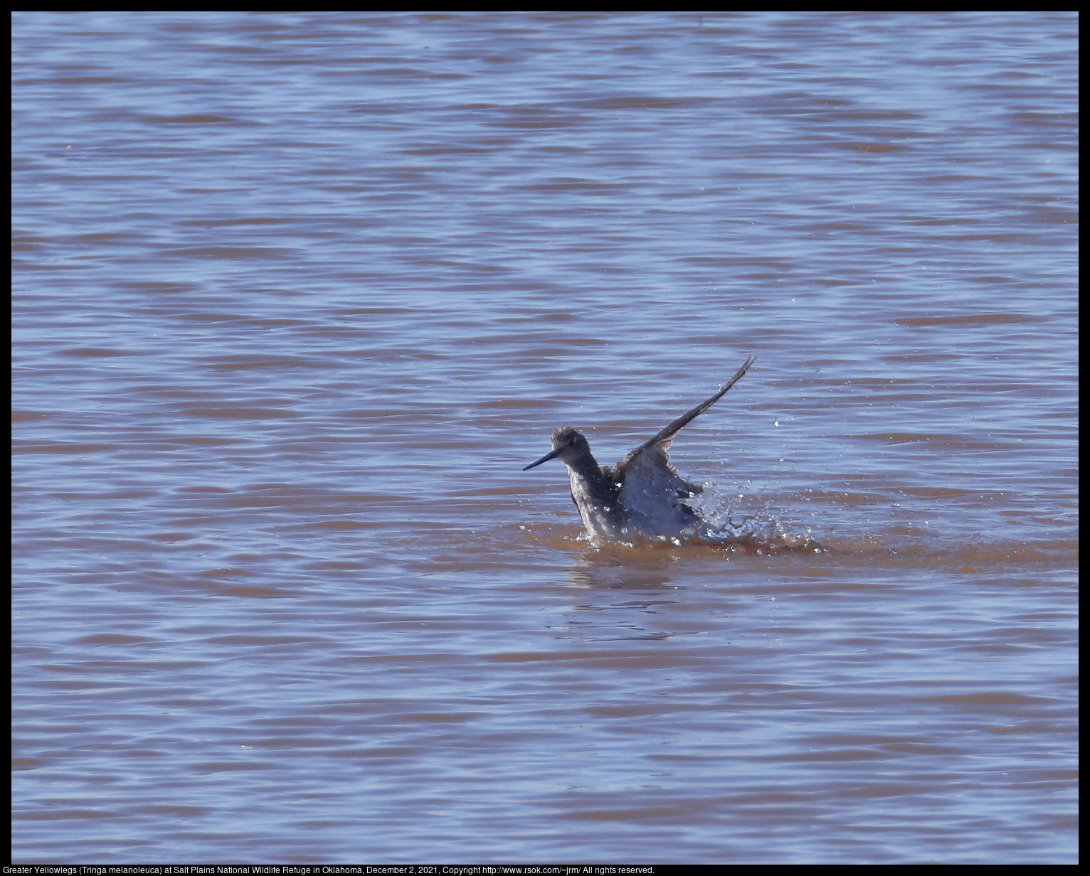 Greater Yellowlegs (Tringa melanoleuca) at Salt Plains National Wildlife Refuge in Oklahoma, December 2, 2021