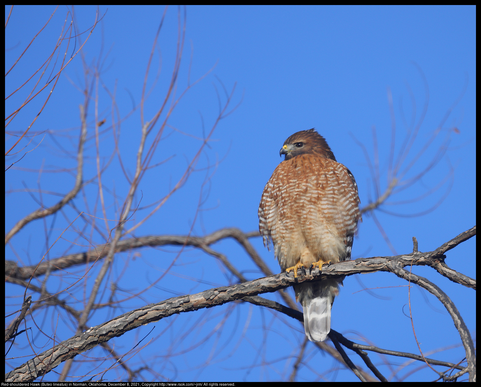Red-shouldered Hawk (Buteo lineatus) in Norman, Oklahoma, December 8, 2021