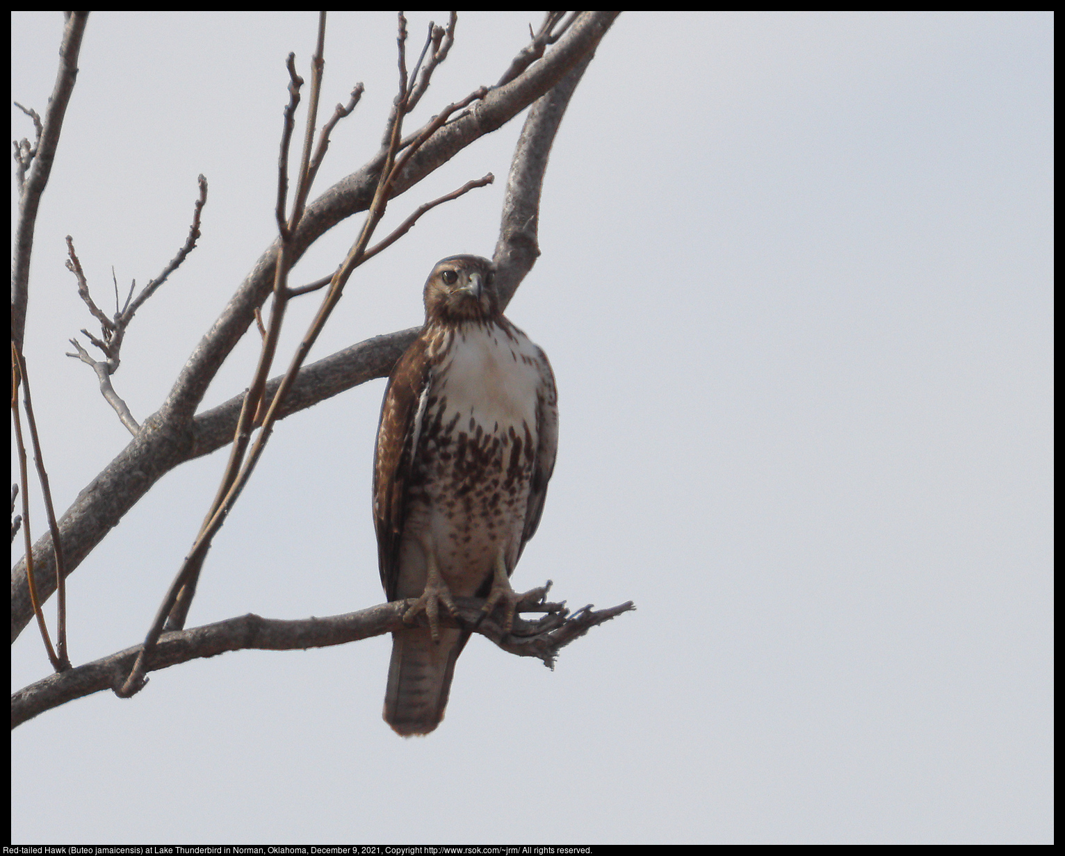 Red-tailed Hawk (Buteo jamaicensis) at Lake Thunderbird in Norman, Oklahoma, December 9, 2021