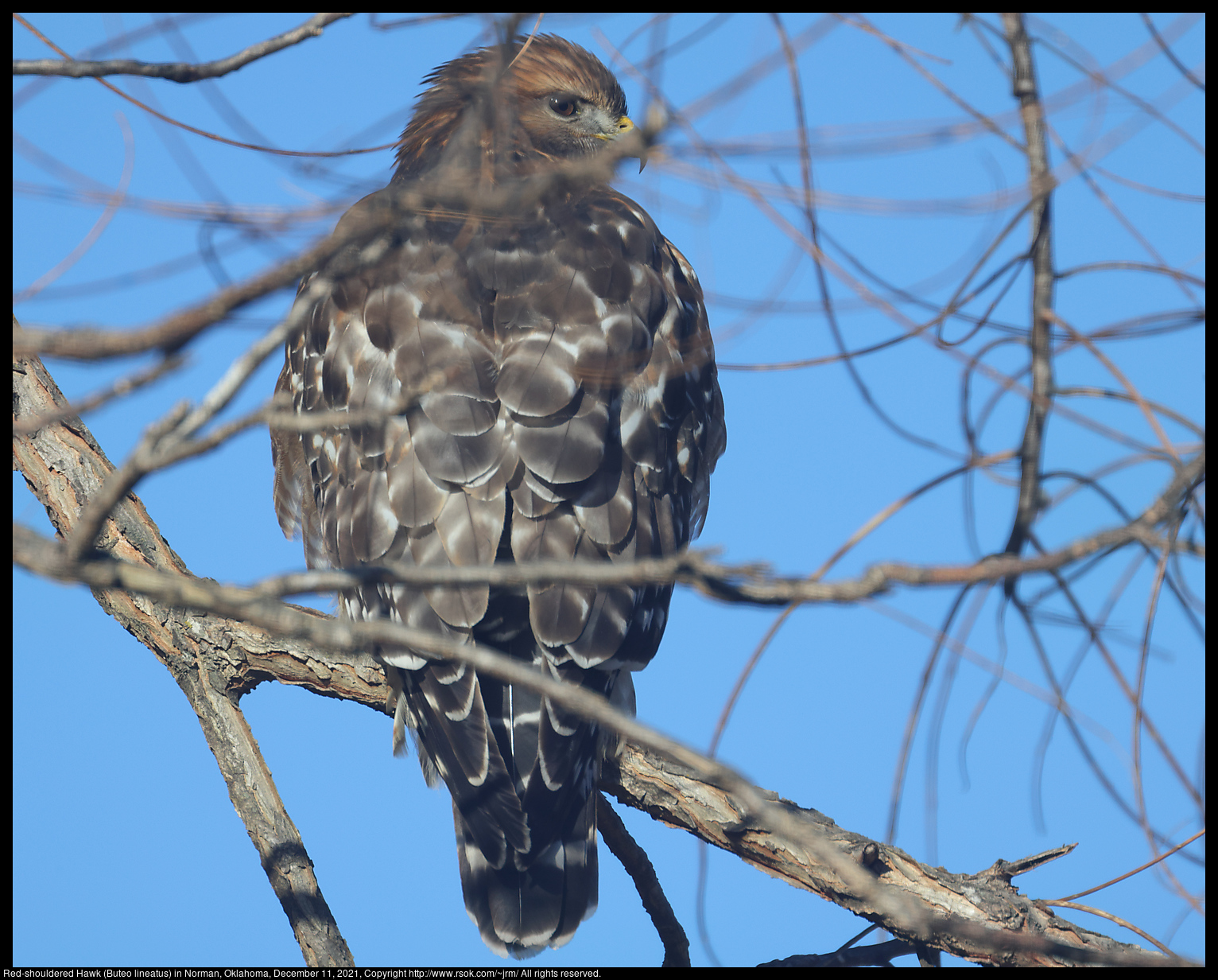 Red-shouldered Hawk (Buteo lineatus) in Norman, Oklahoma, December 11, 2021