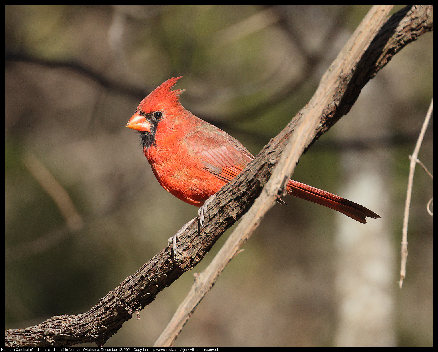 Northern Cardinal (Cardinalis cardinalis) in Norman, Oklahoma, December 12, 2021