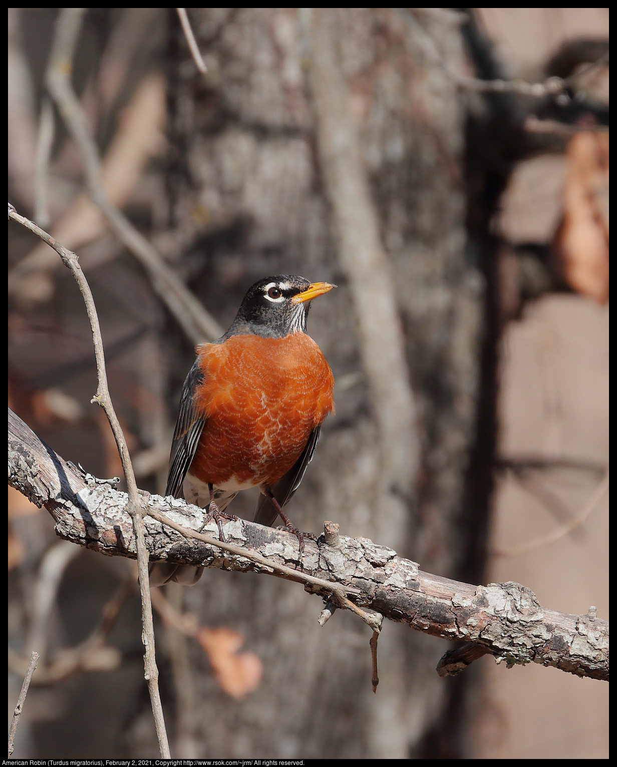 American Robin (Turdus migratorius), February 2, 2021