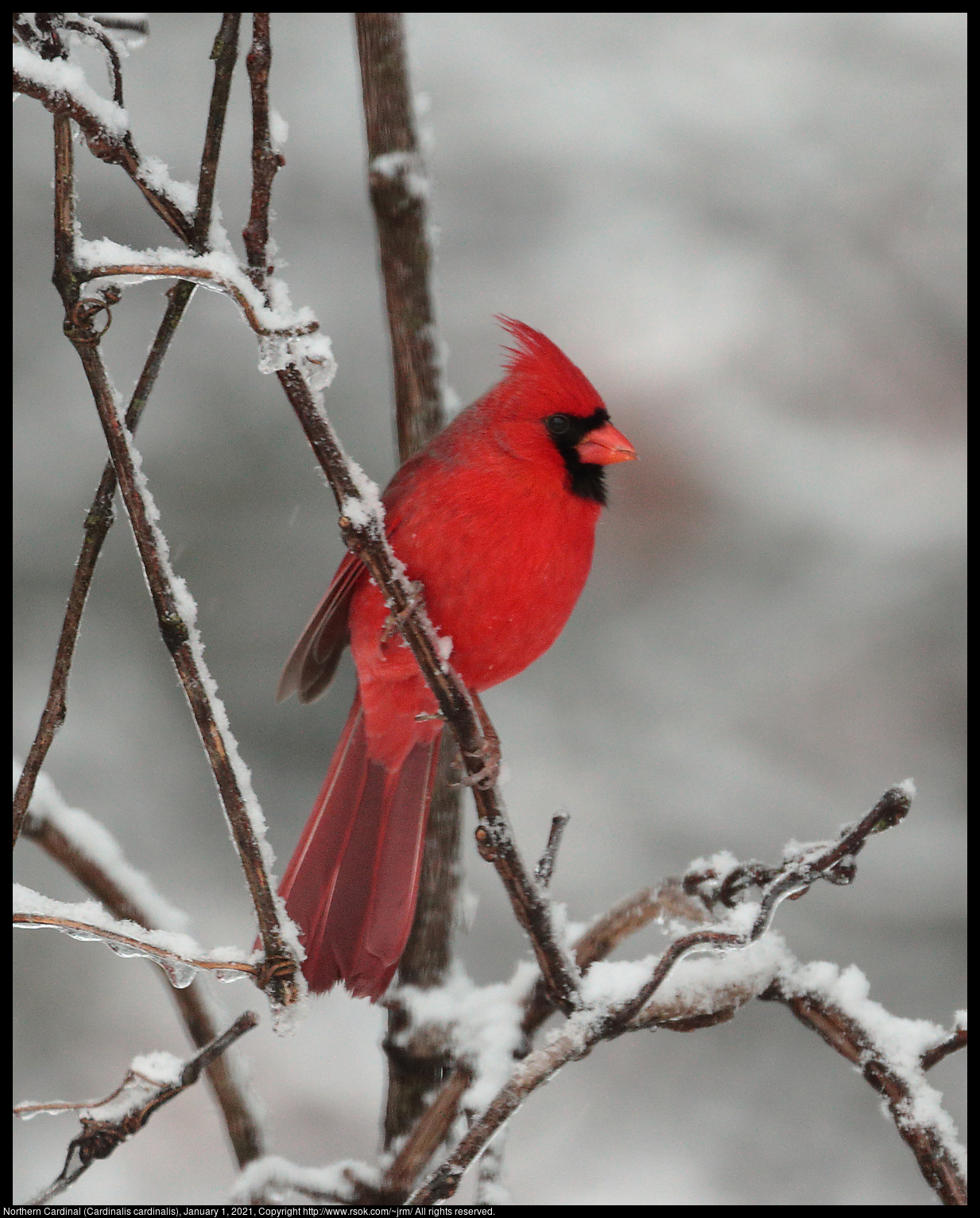 Northern Cardinal (Cardinalis cardinalis), January 1, 2021