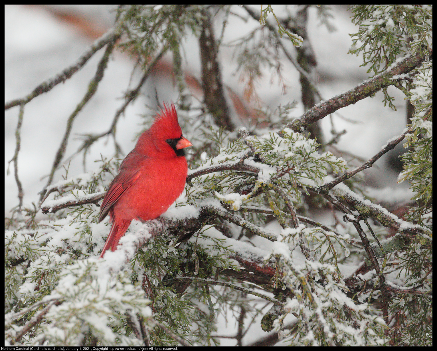 Northern Cardinal (Cardinalis cardinalis), January 1, 2021