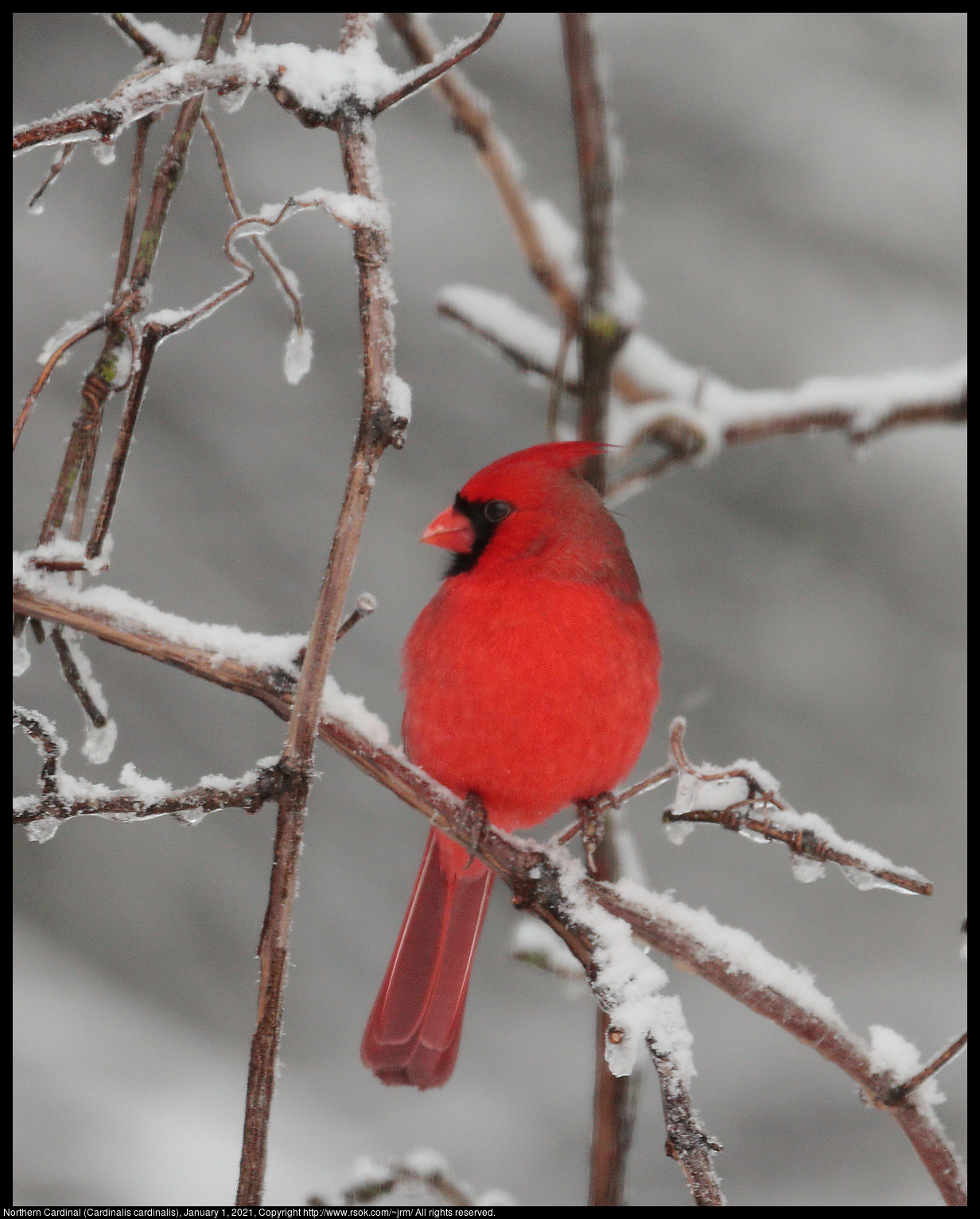 Northern Cardinal (Cardinalis cardinalis), January 1, 2021