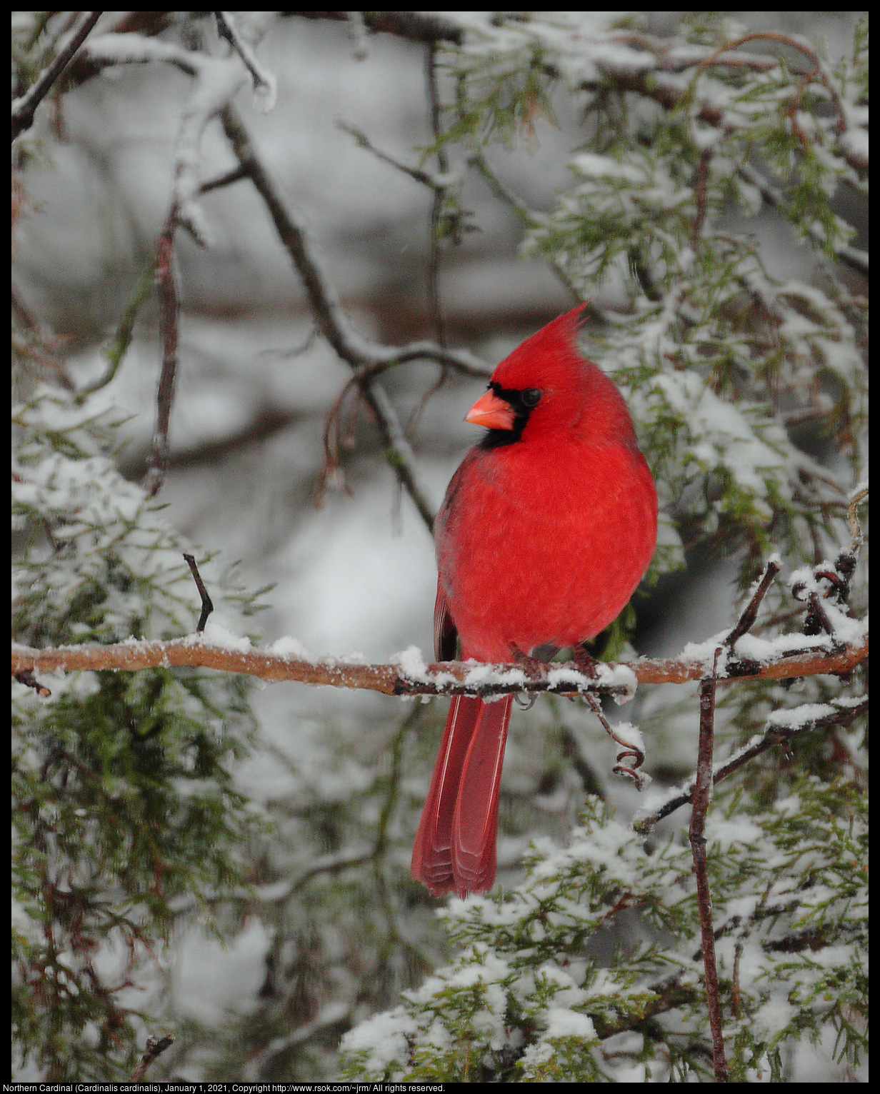 Northern Cardinal (Cardinalis cardinalis), January 1, 2021