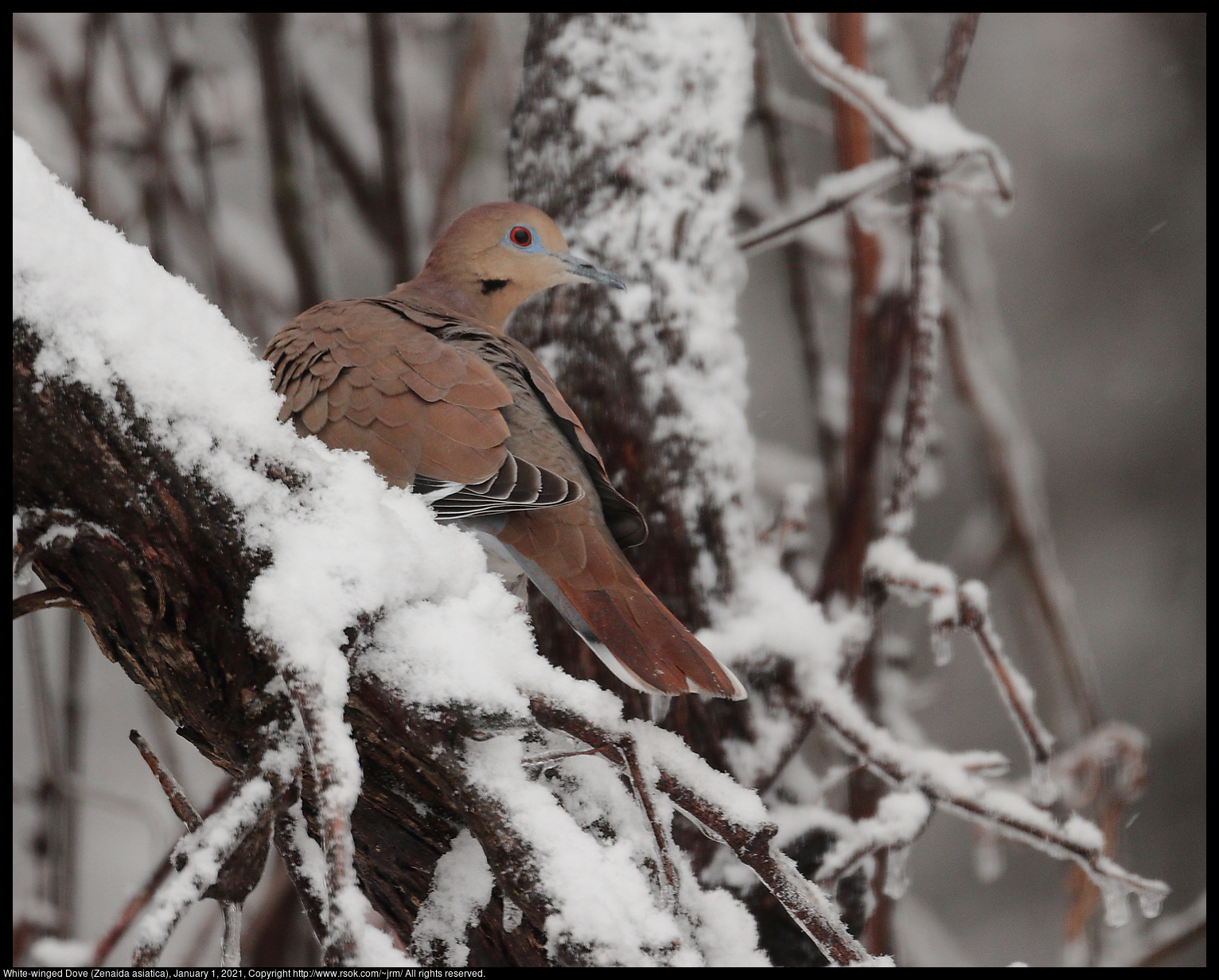 White-winged Dove (Zenaida asiatica), January 1, 2021