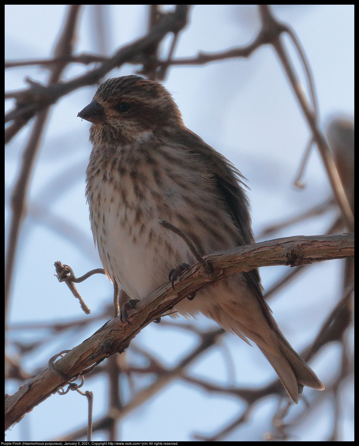 Purple Finch (Haemorhous purpureus), January 5, 2021