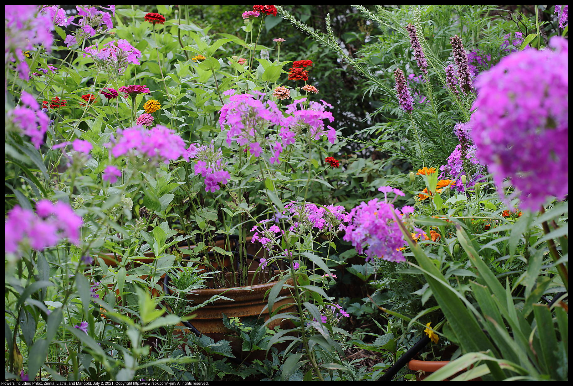 Flowers including Phlox, Zinnia, Liatris, and Marigold, July 2, 2021