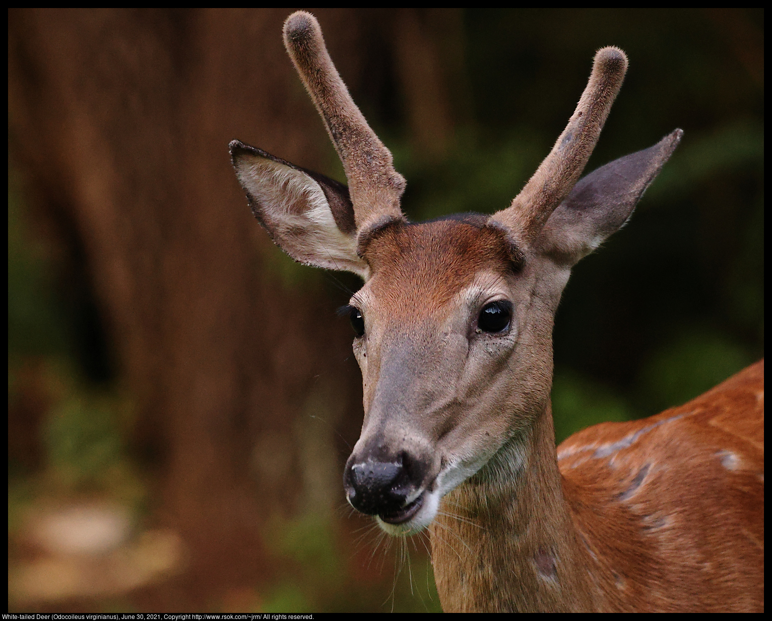 White-tailed Deer (Odocoileus virginianus), June 30, 2021