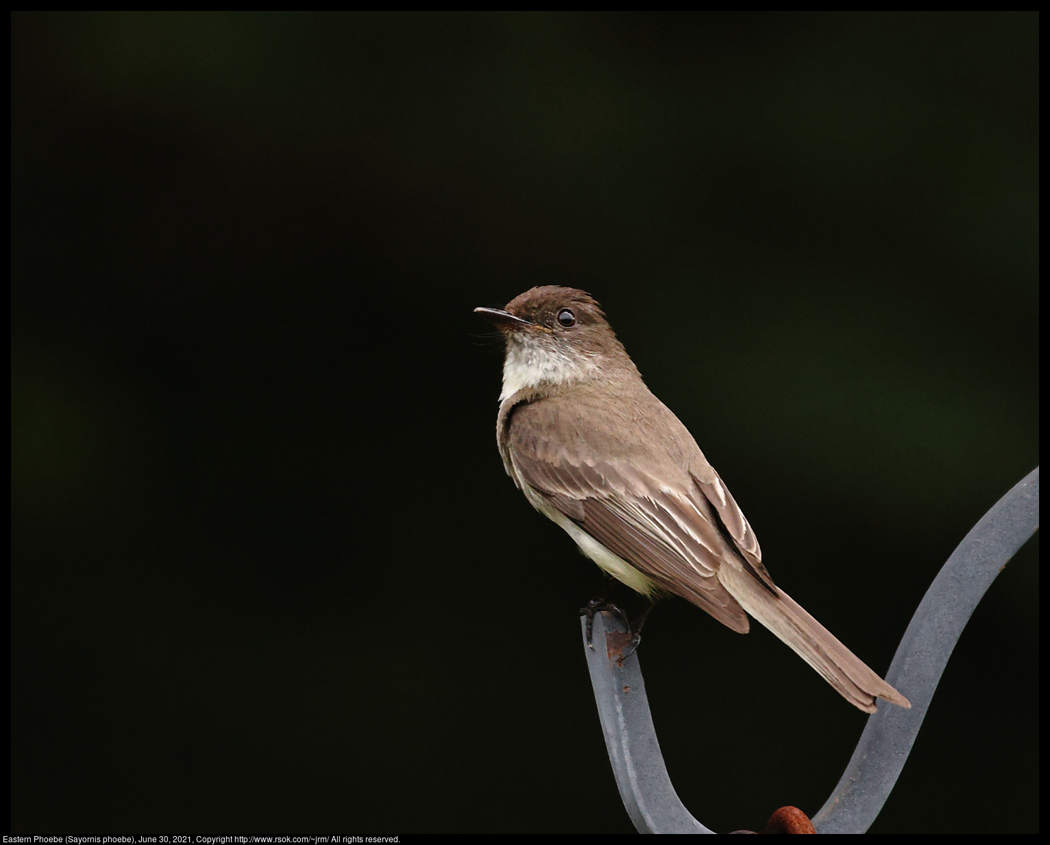 Eastern Phoebe (Sayornis phoebe), June 30, 2021