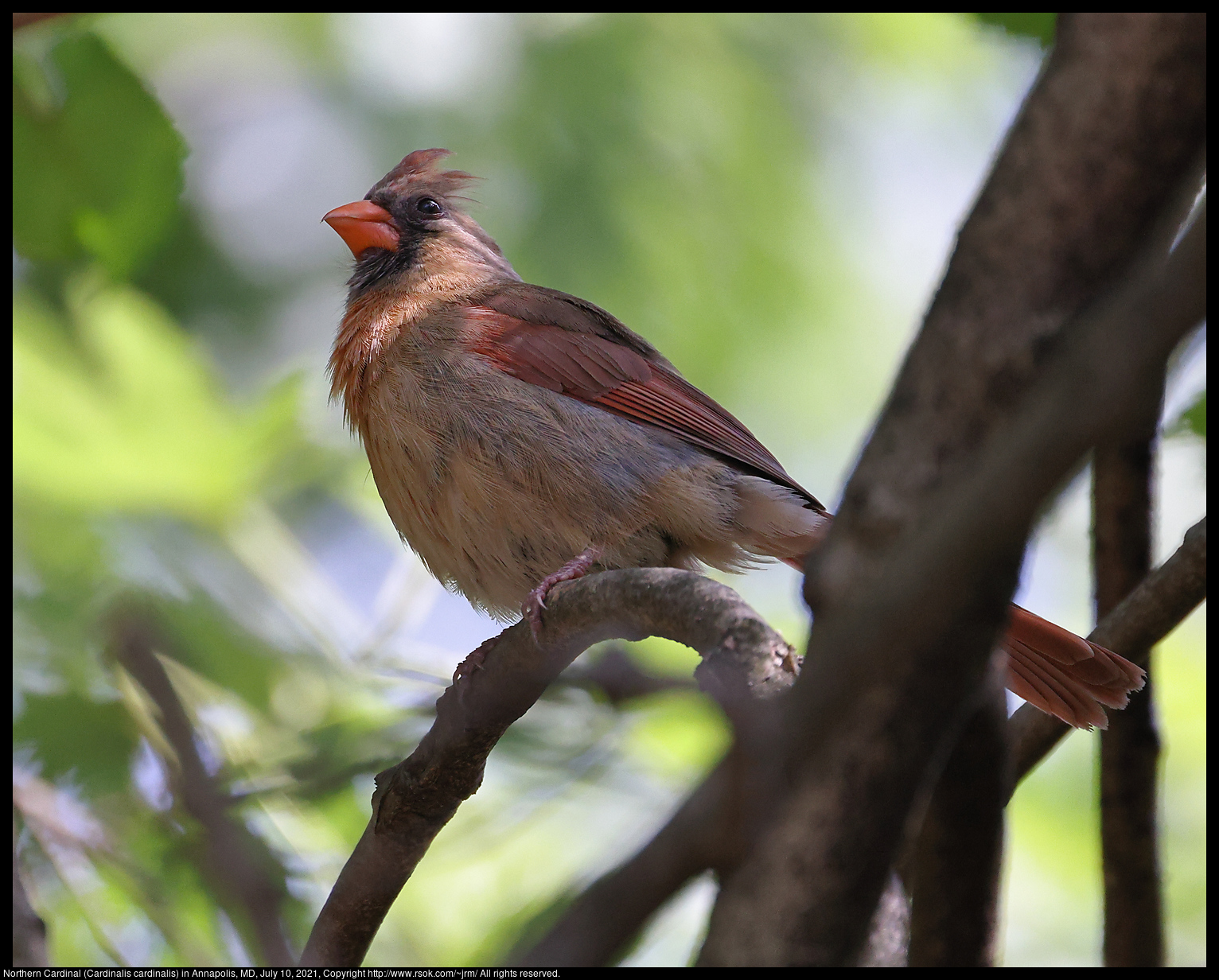 Northern Cardinal (Cardinalis cardinalis) in Annapolis, MD, July 10, 2021