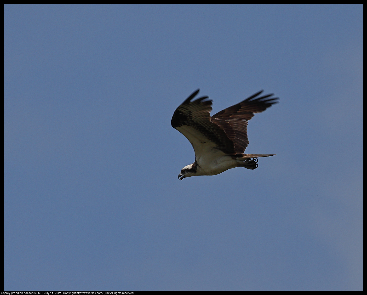 Osprey (Pandion haliaetus), MD, July 11, 2021