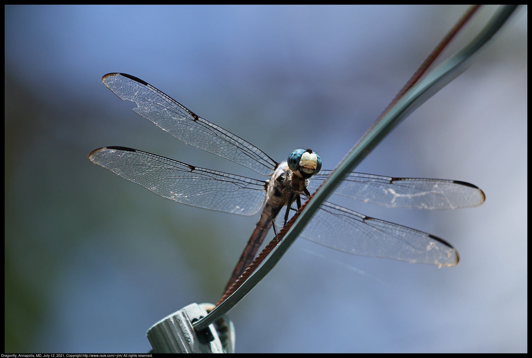 Dragonfly, Annapolis, MD, July 12, 2021
