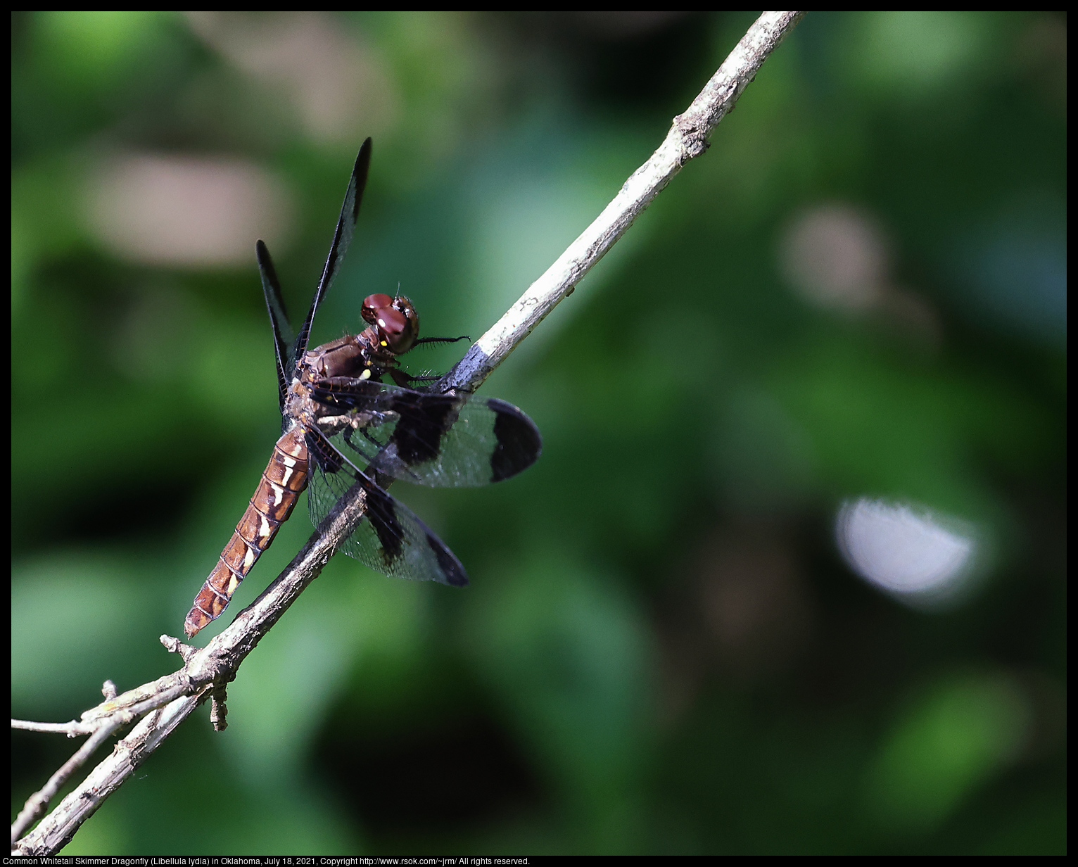 Common Whitetail Skimmer Dragonfly (Libellula lydia) in Oklahoma, July 18, 2021
