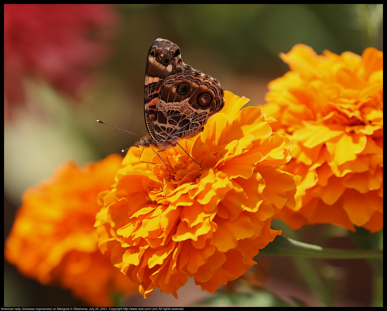 American lady (Vanessa virginiensis) on Marigold in Oklahoma, July 20, 2021