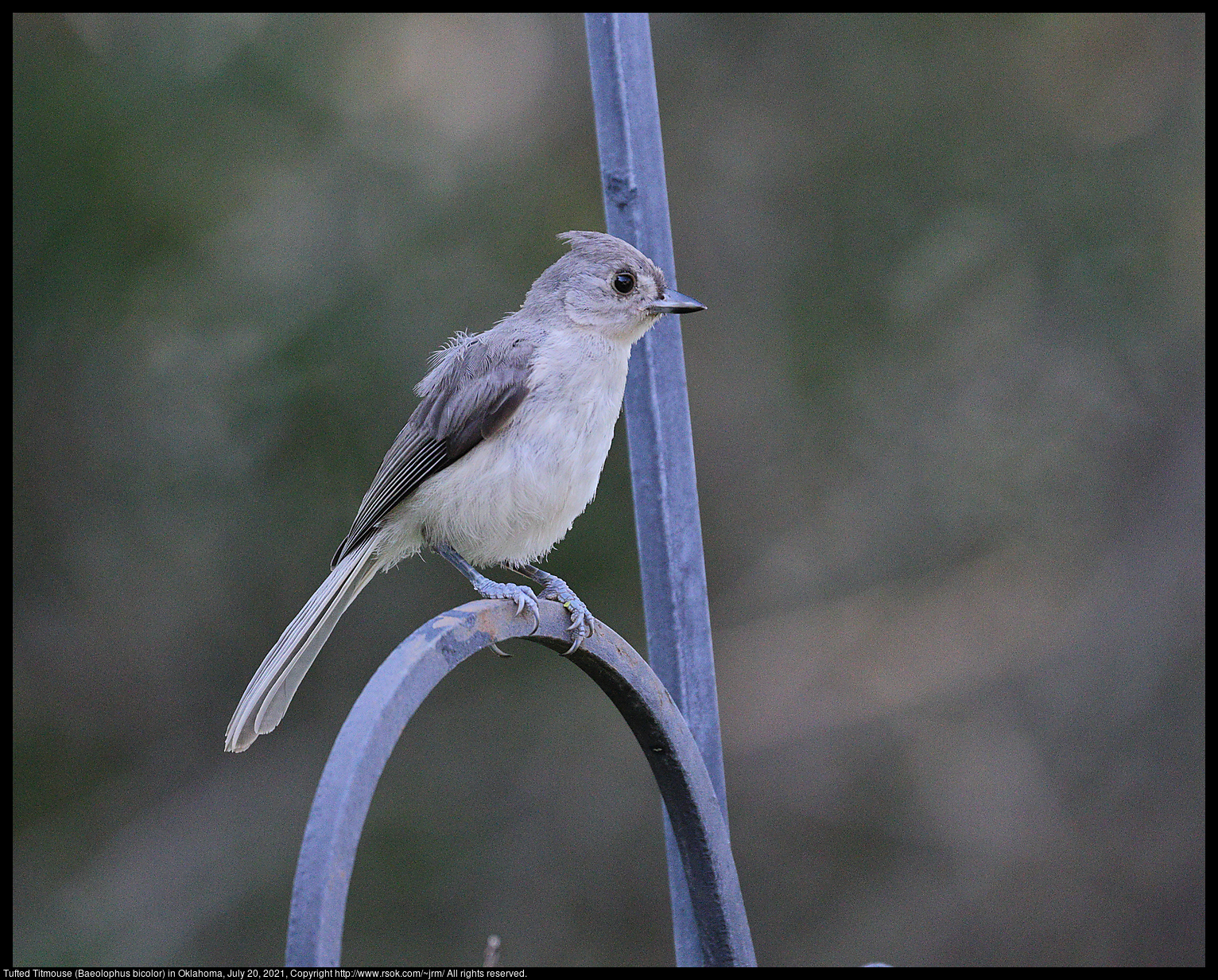 Ruby-throated  Hummingbird (Archilochus colubris) in Oklahoma, July 20, 2021