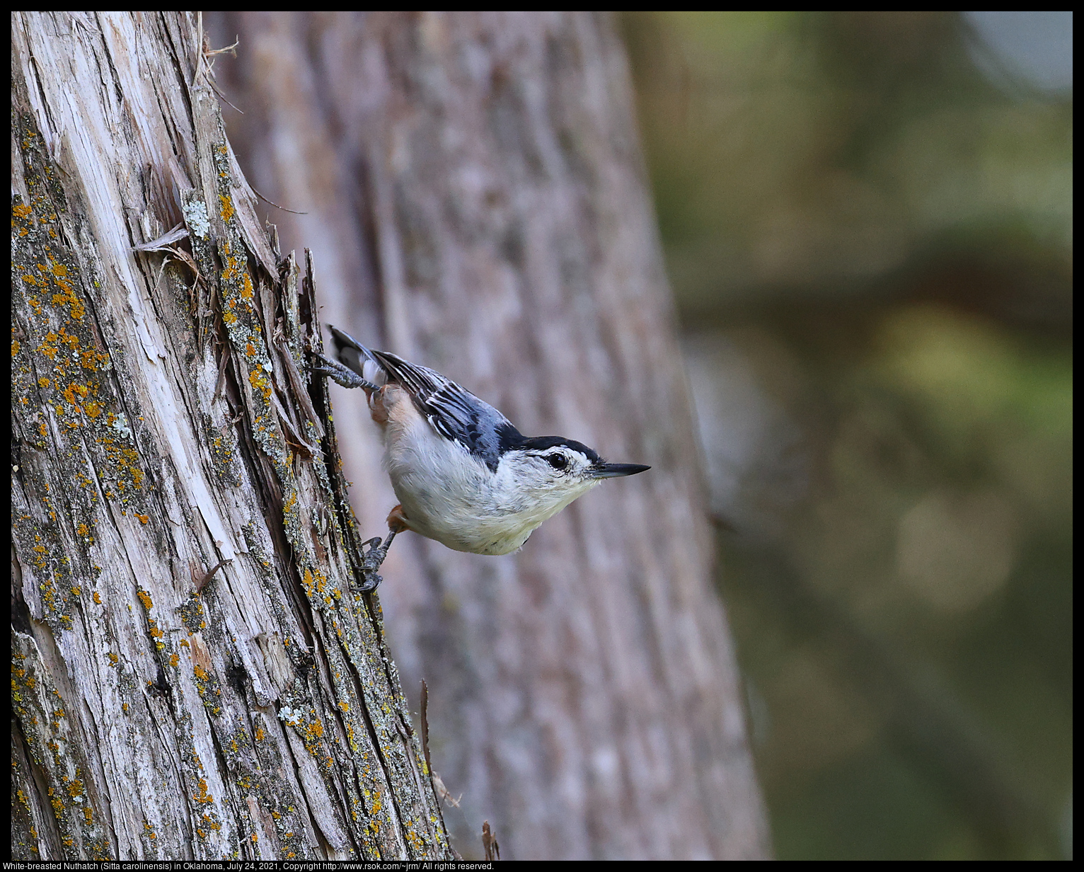 White-breasted Nuthatch (Sitta carolinensis) in Oklahoma, July 24, 2021