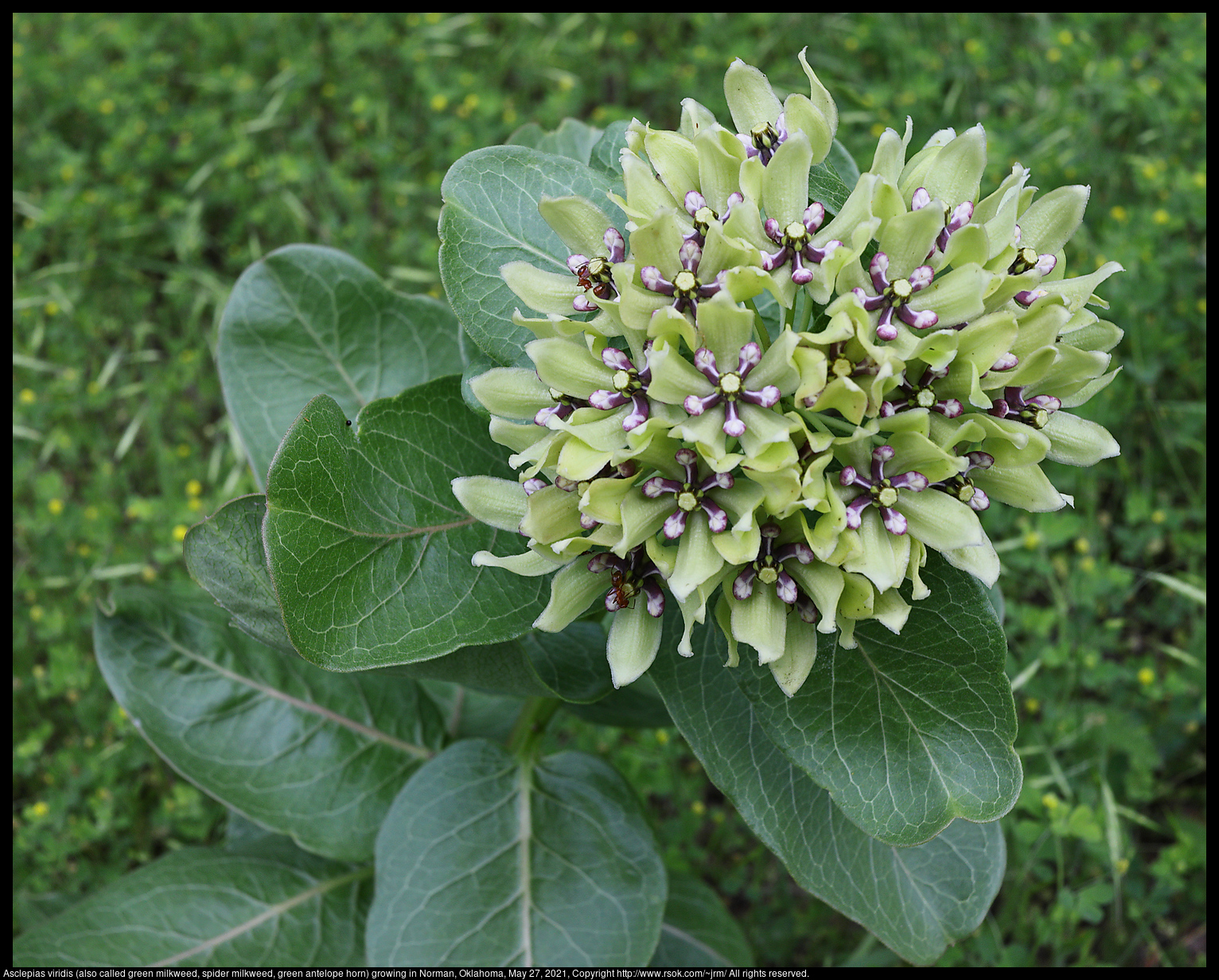 Asclepias viridis (also called green milkweed, spider milkweed, green antelope horn) growing in Norman, Oklahoma, May 27, 2021