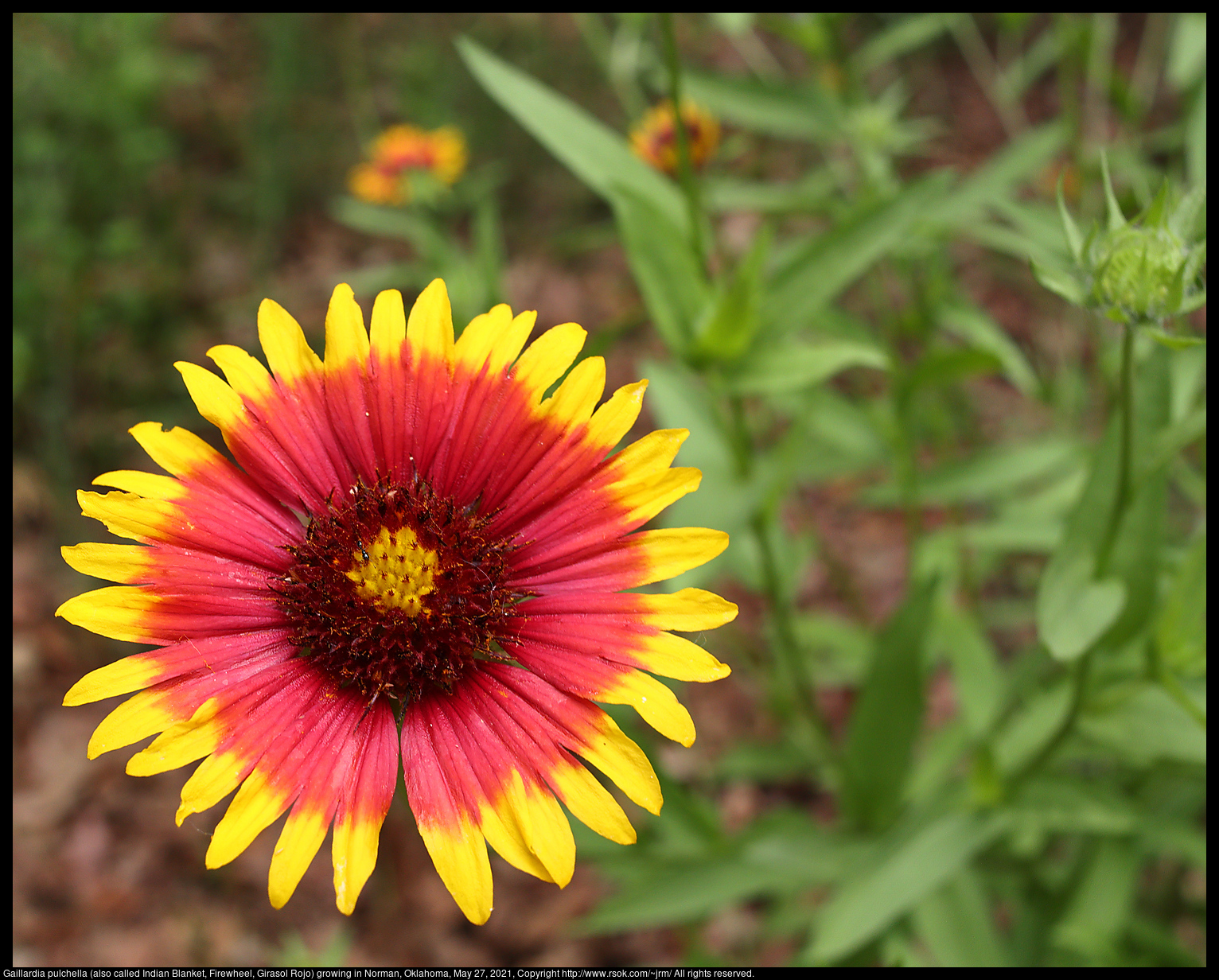 Gaillardia pulchella (also called Indian Blanket, Firewheel, Girasol Rojo) growing in Norman, Oklahoma, May 27, 2021