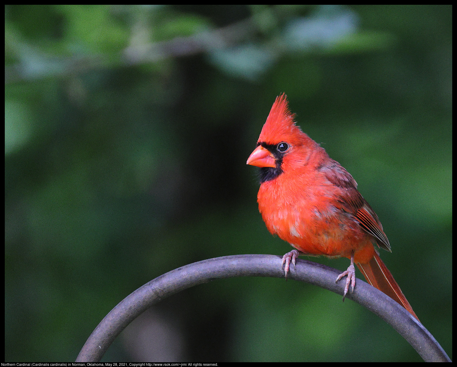 Northern Cardinal (Cardinalis cardinalis) in Norman, Oklahoma, May 28, 2021