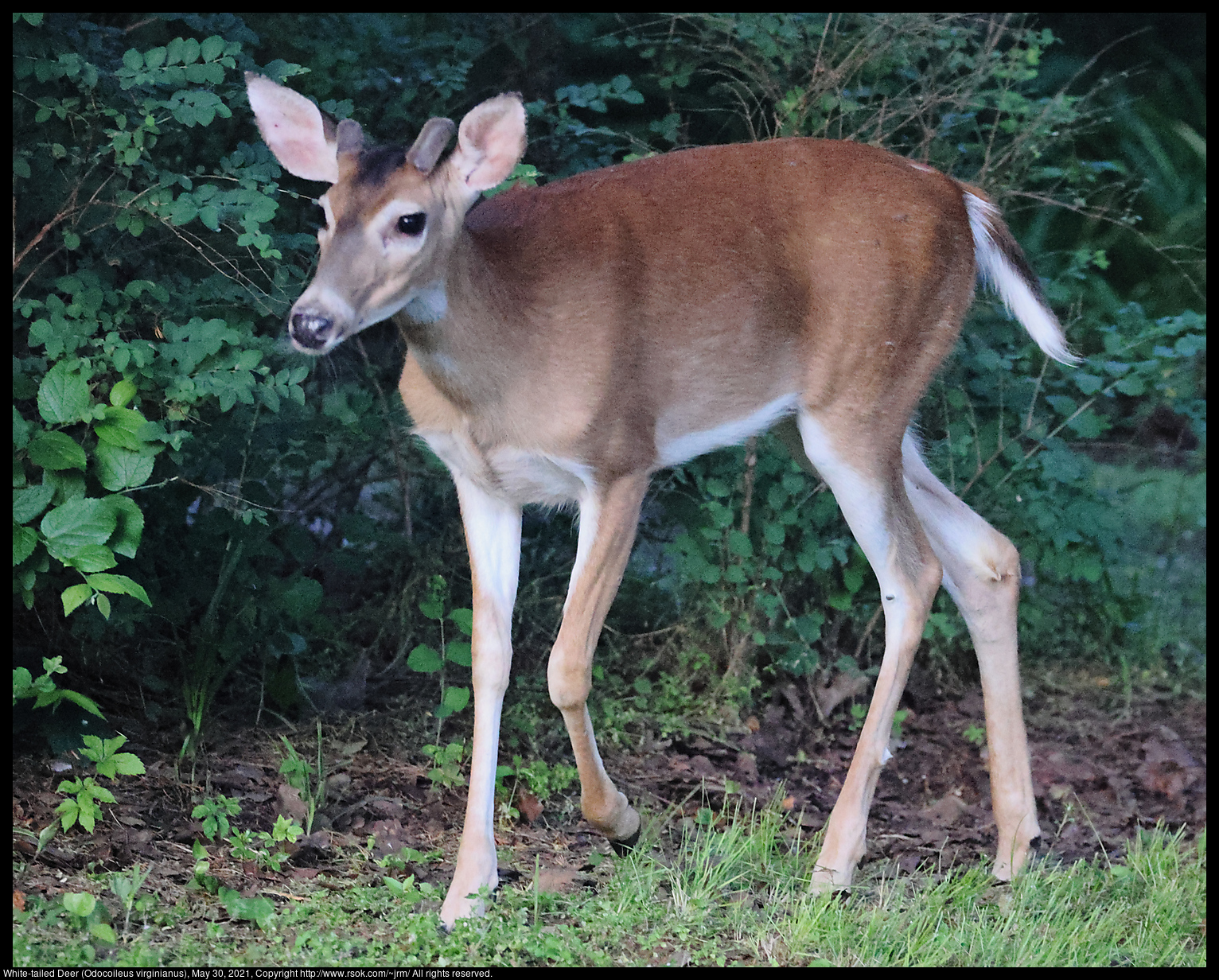 White-tailed Deer (Odocoileus virginianus), May 30, 2021