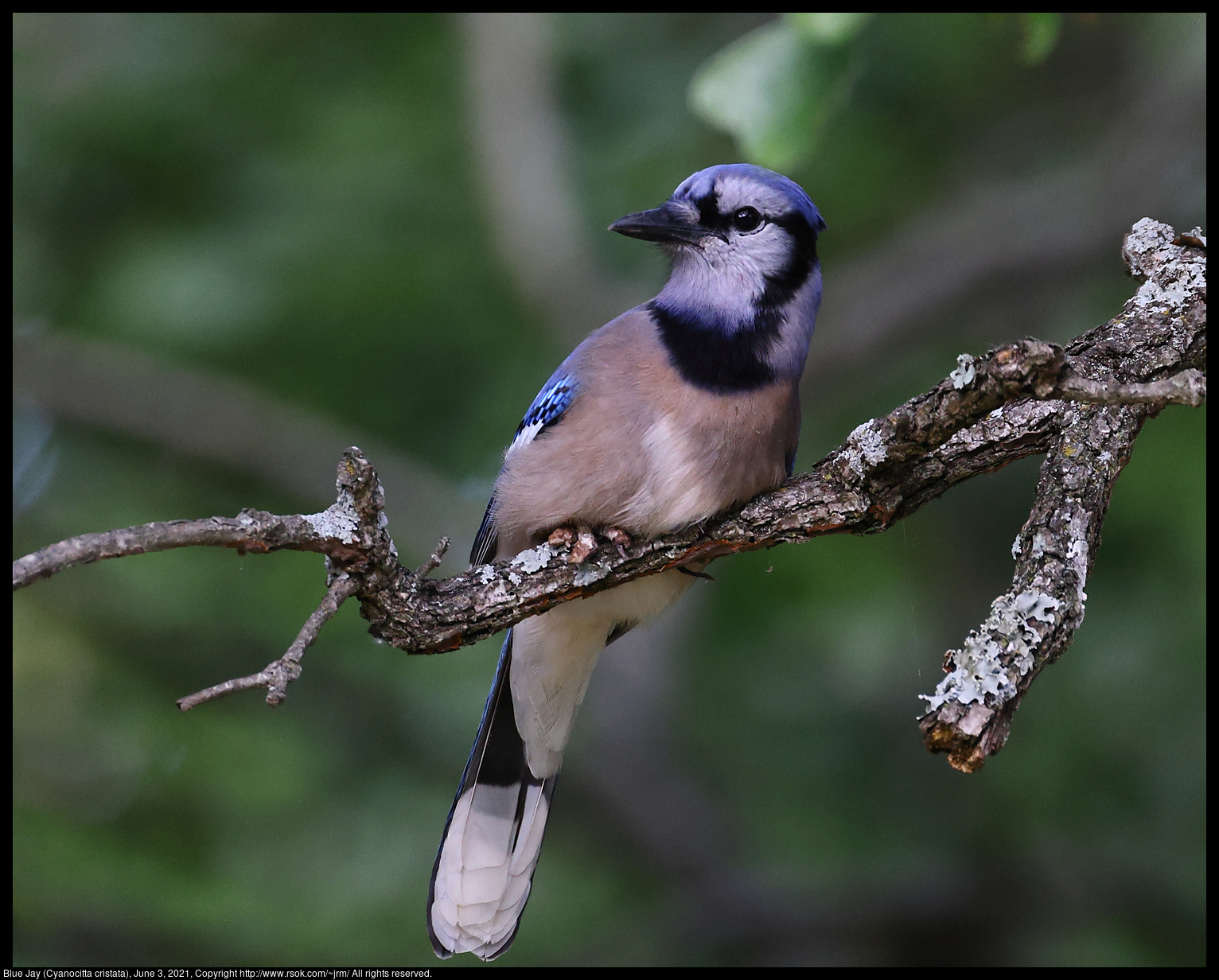 Blue Jay (Cyanocitta cristata), June 3, 2021