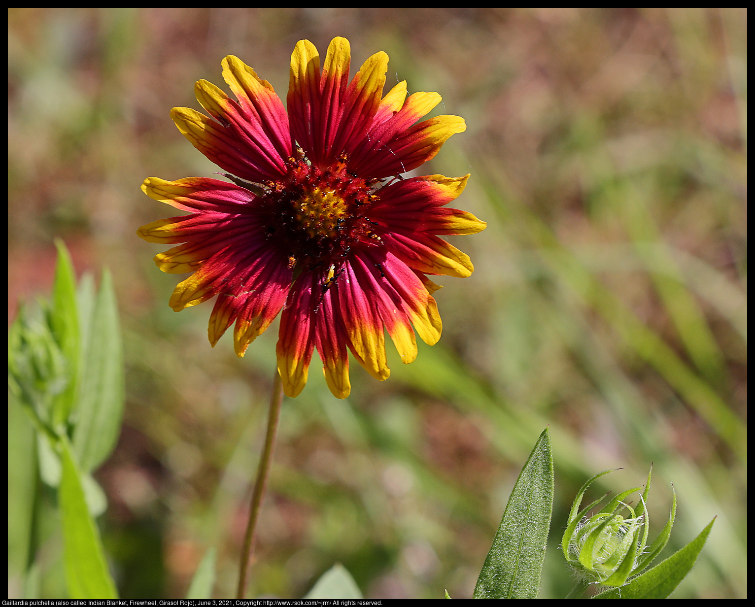 Gaillardia pulchella (also called Indian Blanket, Firewheel, Girasol Rojo), June 3, 2021