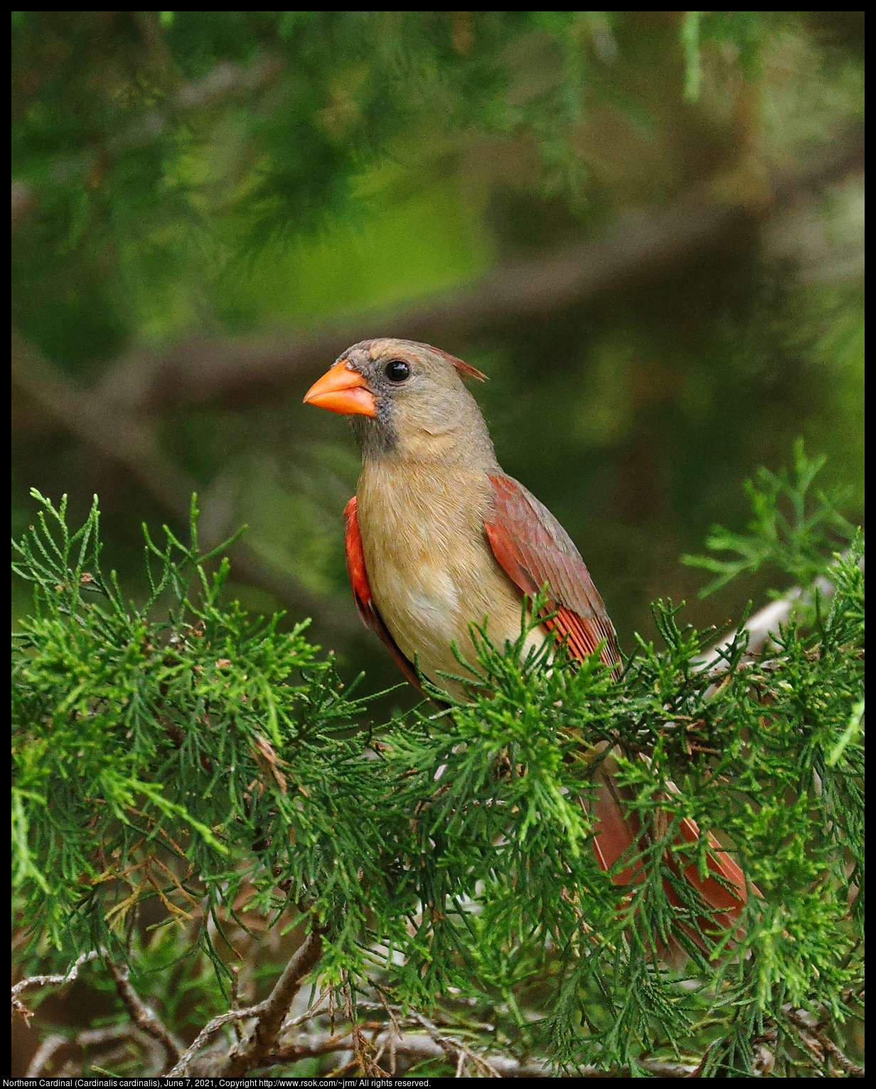 Northern Cardinal (Cardinalis cardinalis), June 7, 2021
