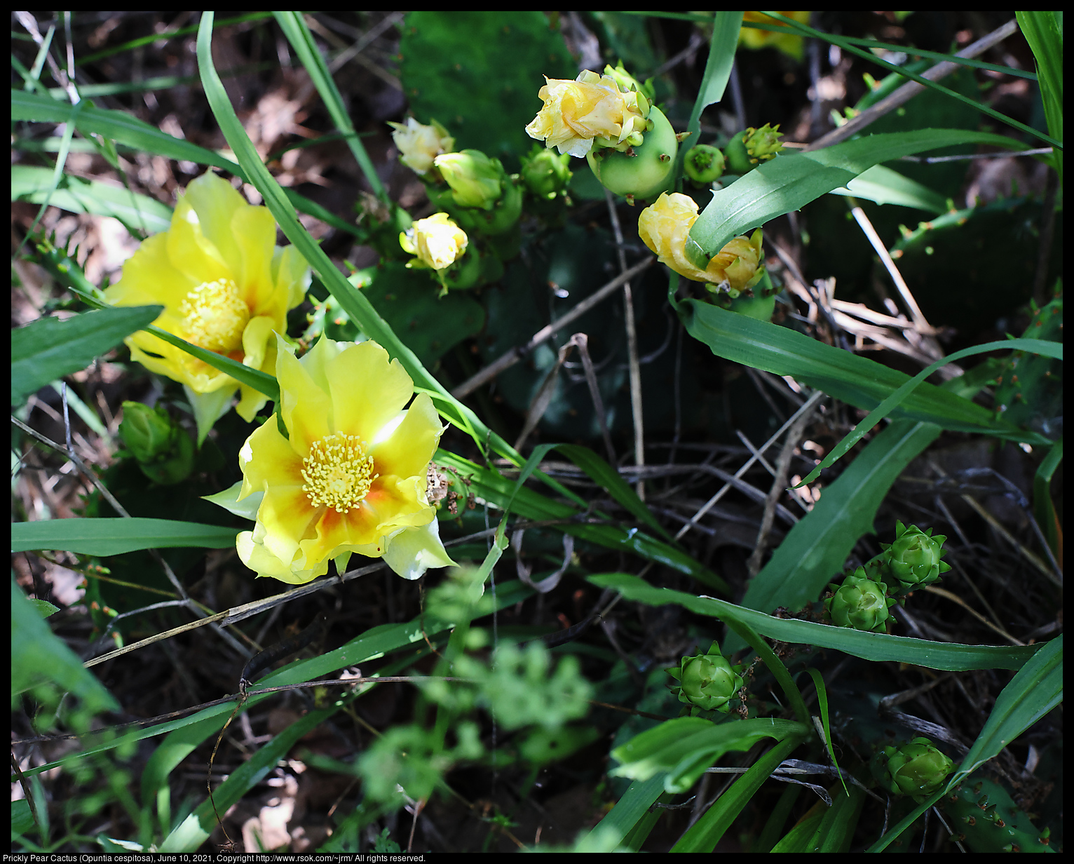 Prickly Pear Cactus (Opuntia cespitosa), June 10, 2021