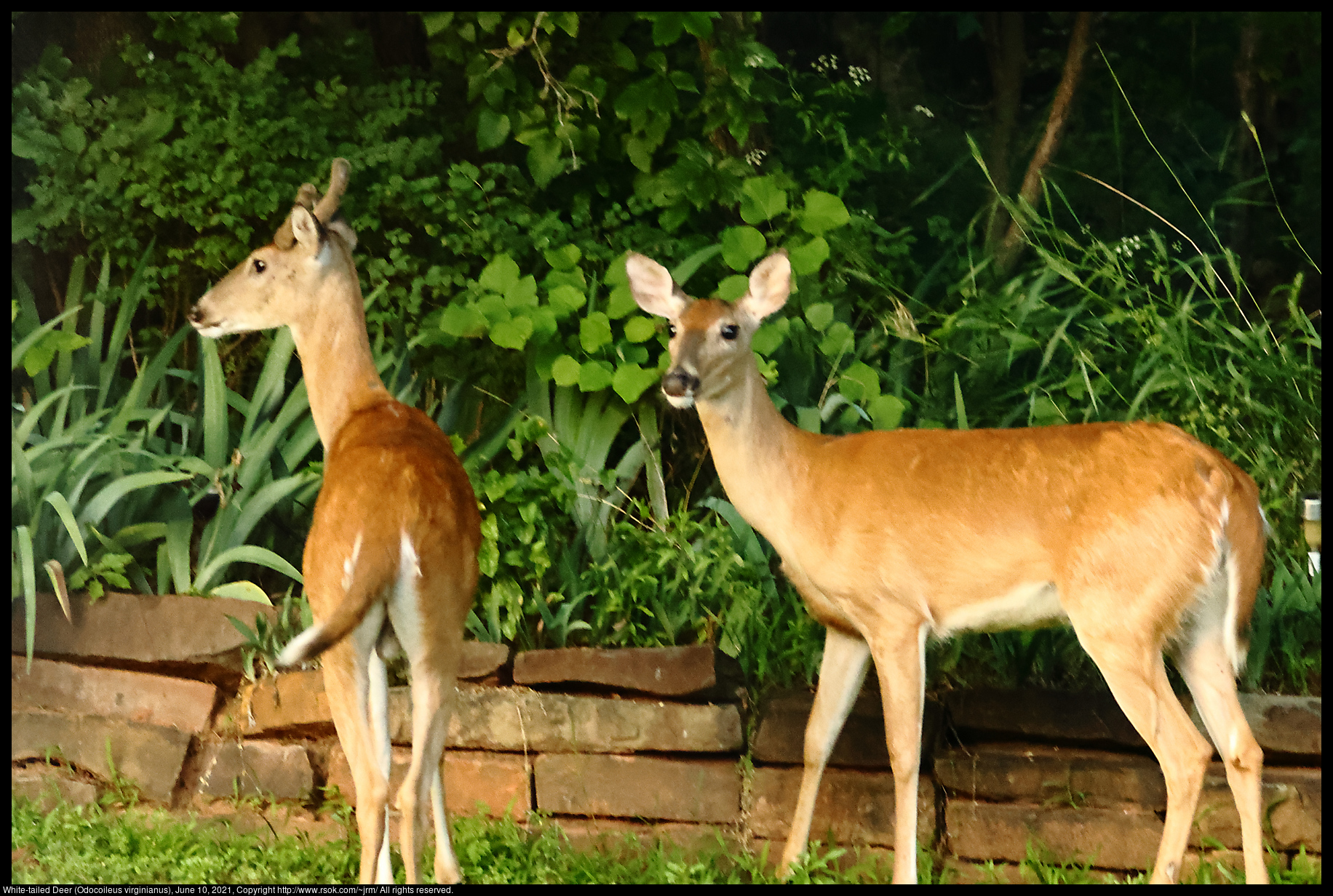 White-tailed Deer (Odocoileus virginianus), June 10, 2021