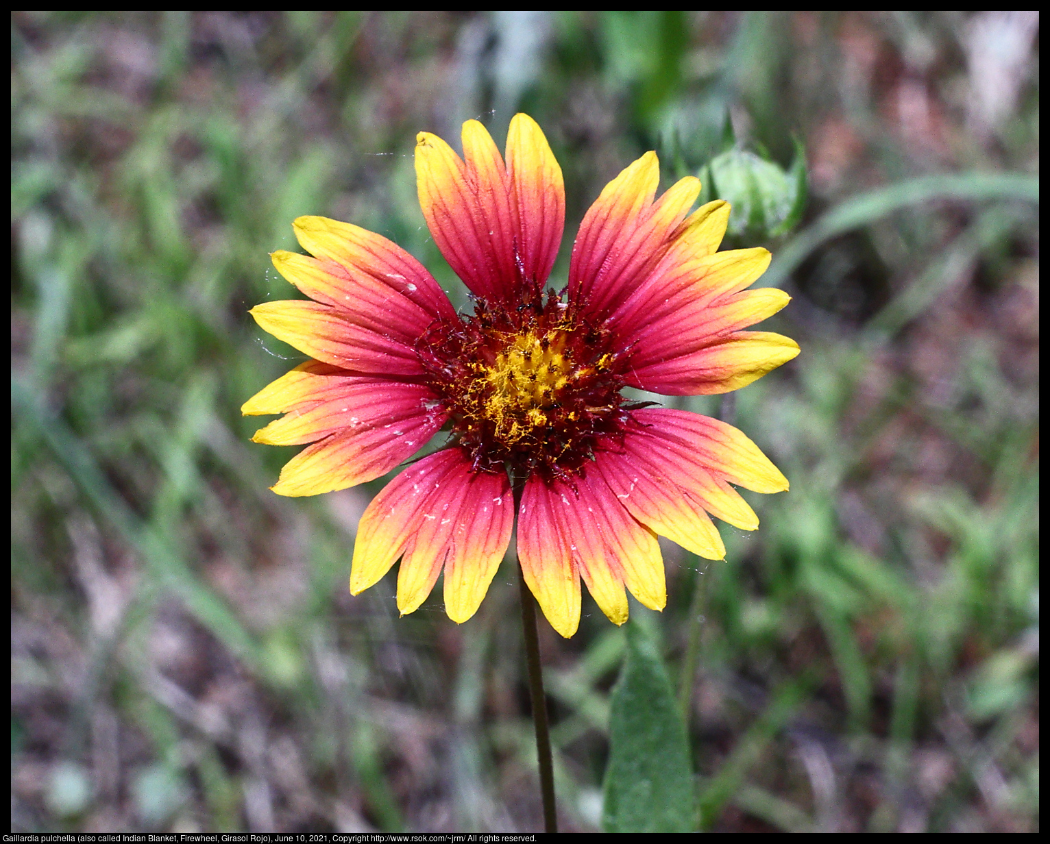 Gaillardia pulchella (also called Indian Blanket, Firewheel, Girasol Rojo), June 10, 2021