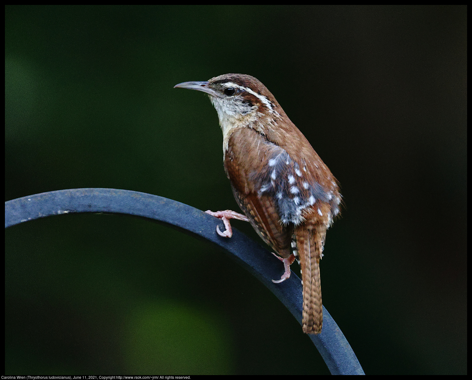 Carolina Wren (Thryothorus ludovicianus), June 11, 2021