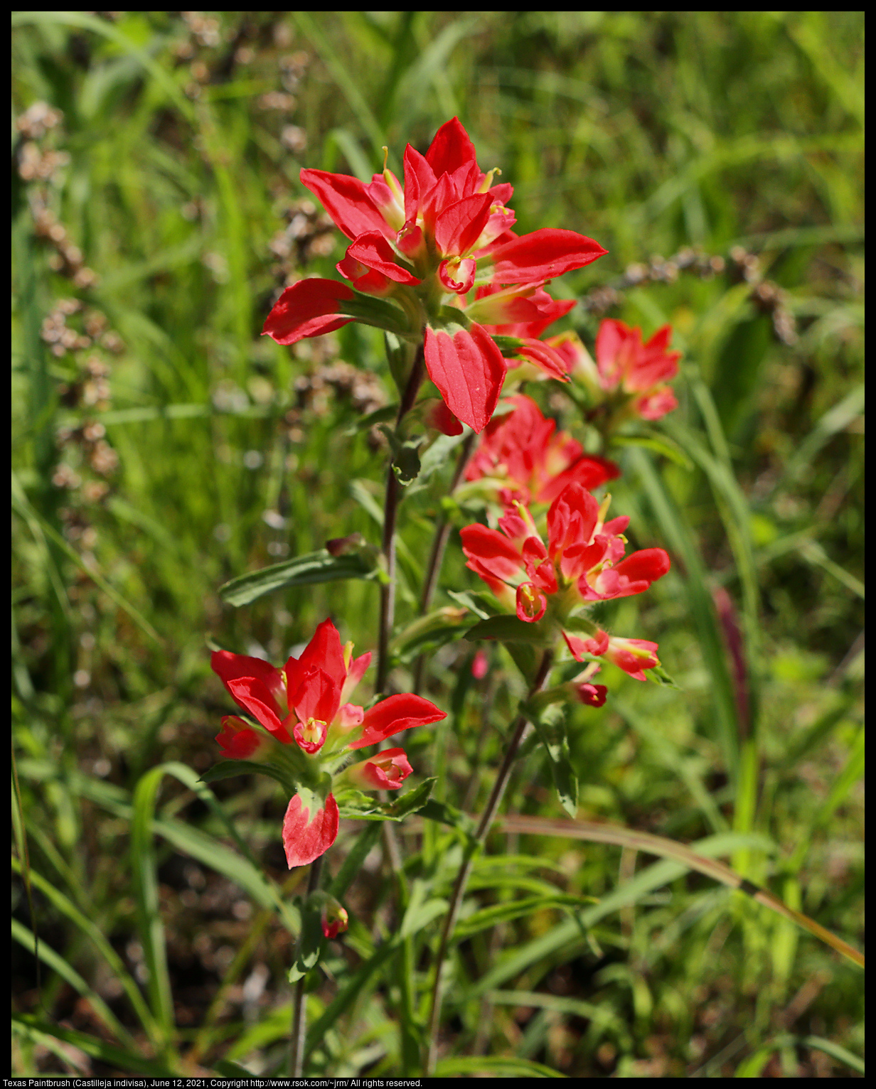 Texas Paintbrush (Castilleja indivisa), June 12, 2021