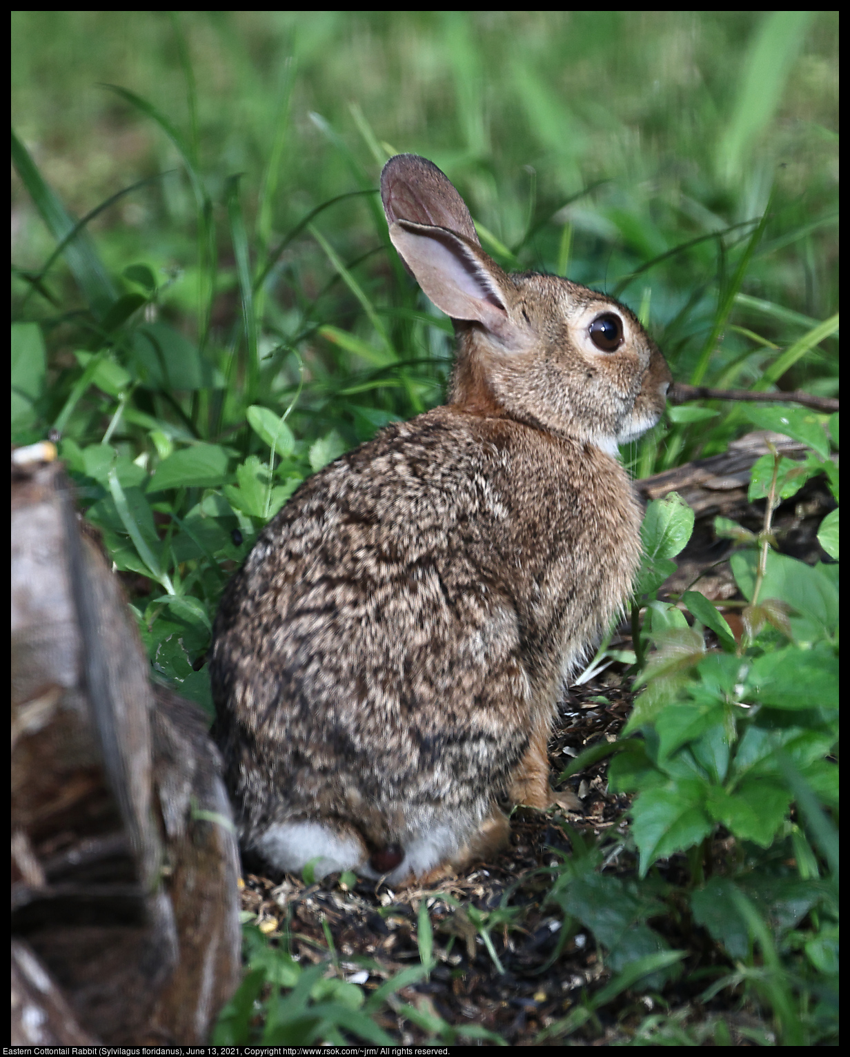 Eastern Cottontail Rabbit (Sylvilagus floridanus), June 13, 2021