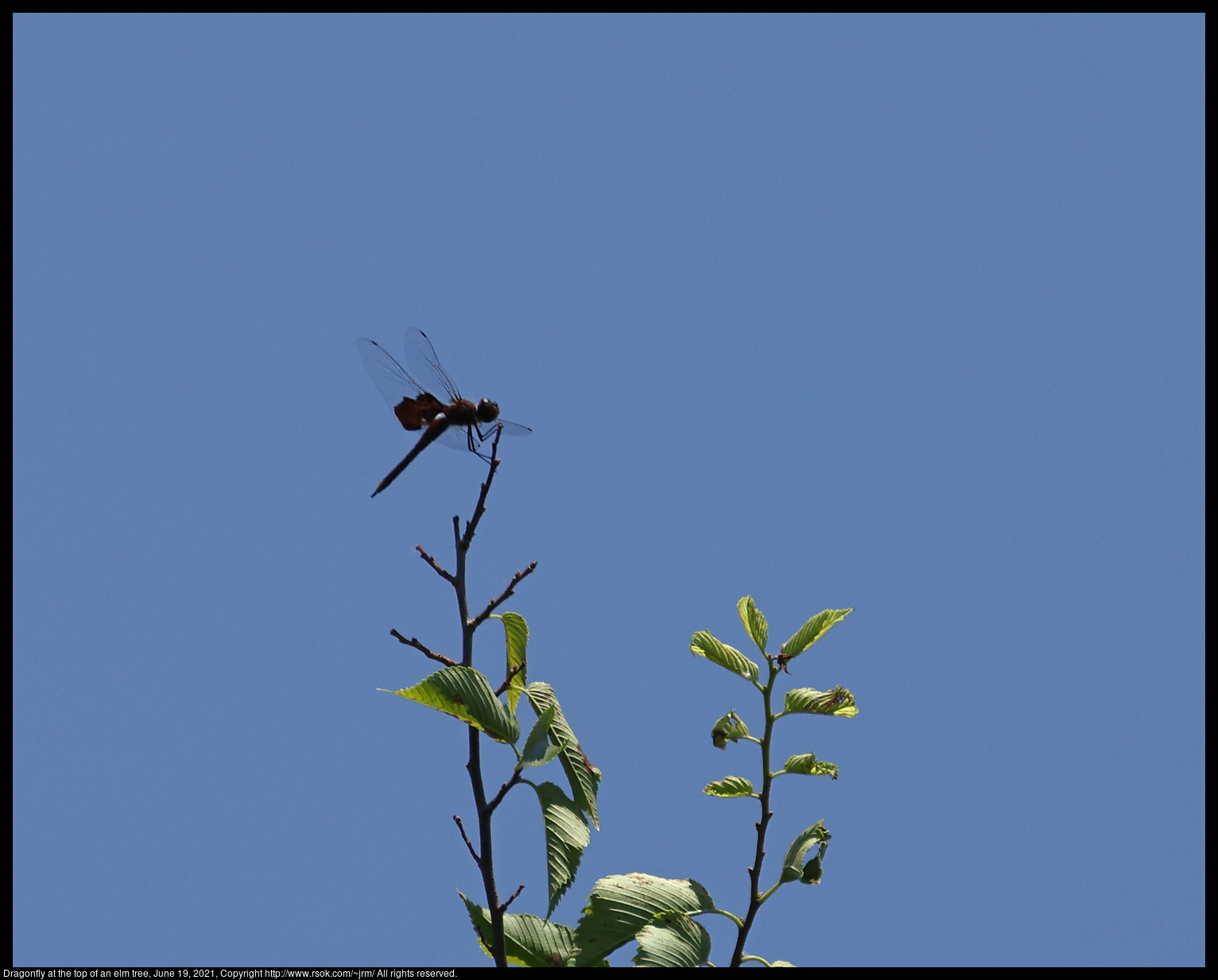 Dragonfly at the top of an elm tree, June 19, 2021