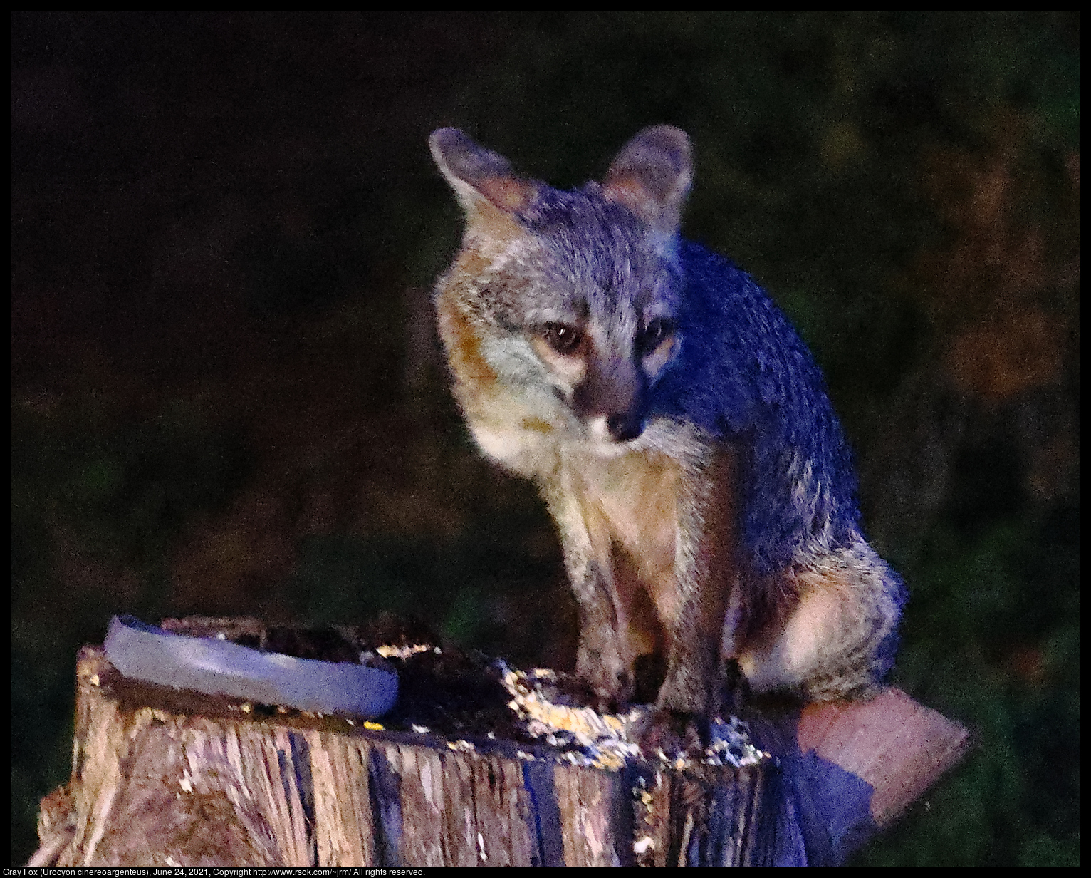 Gray Fox (Urocyon cinereoargenteus), June 24, 2021