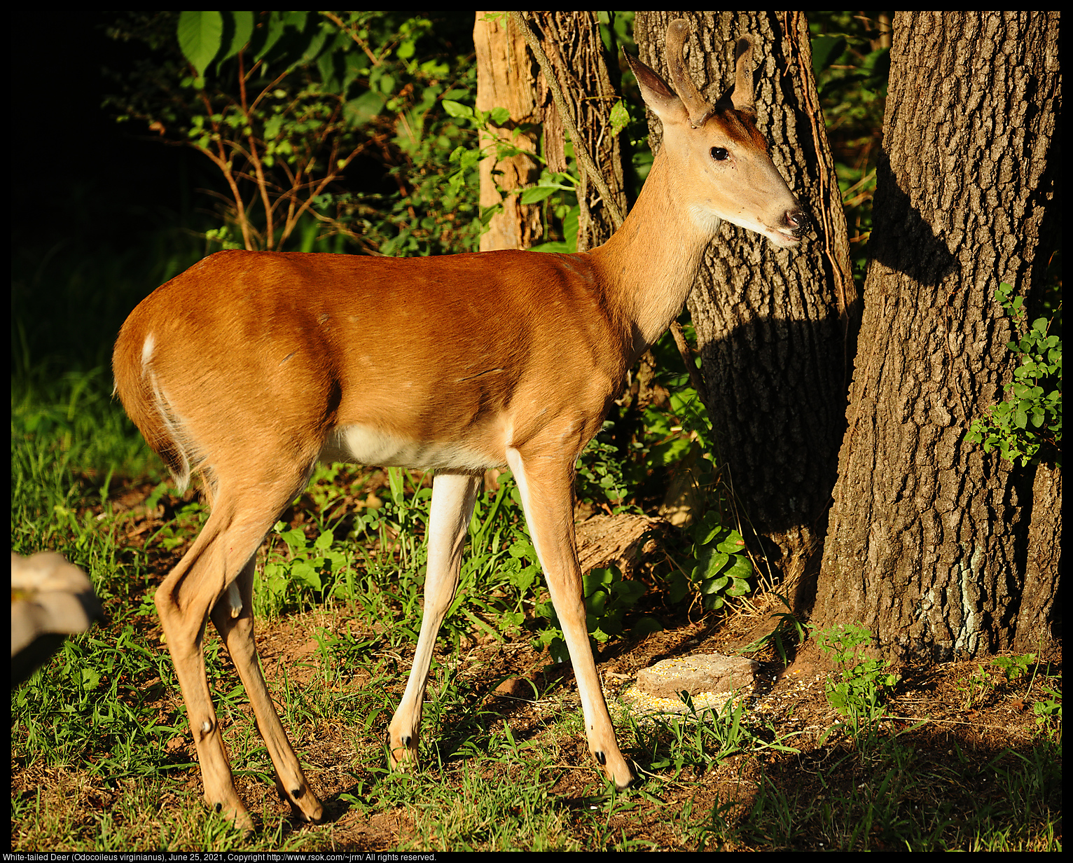 White-tailed Deer (Odocoileus virginianus), June 25, 2021