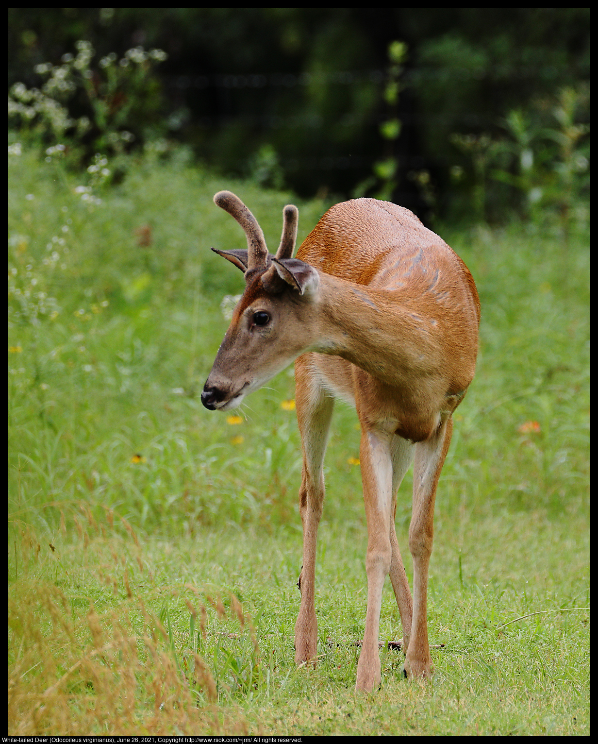 White-tailed Deer (Odocoileus virginianus), June 26, 2021